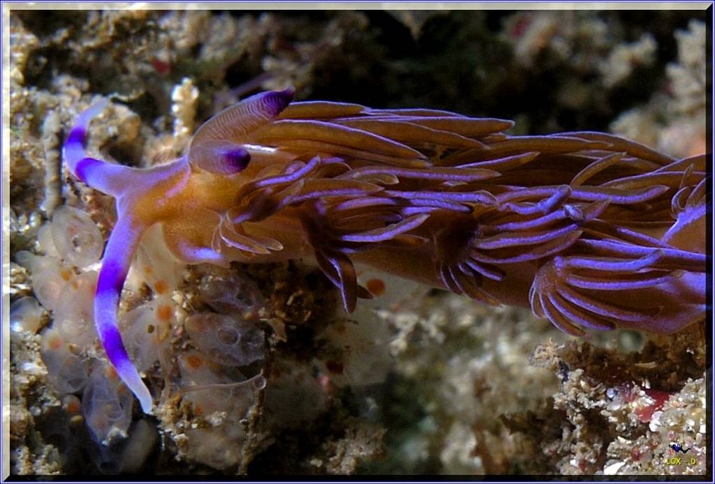 Nudi at Kurnell