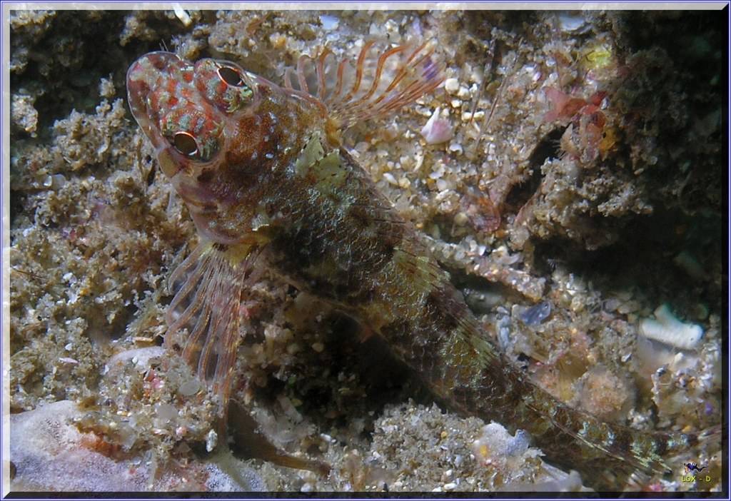 Two Spot Goby at Kurnell