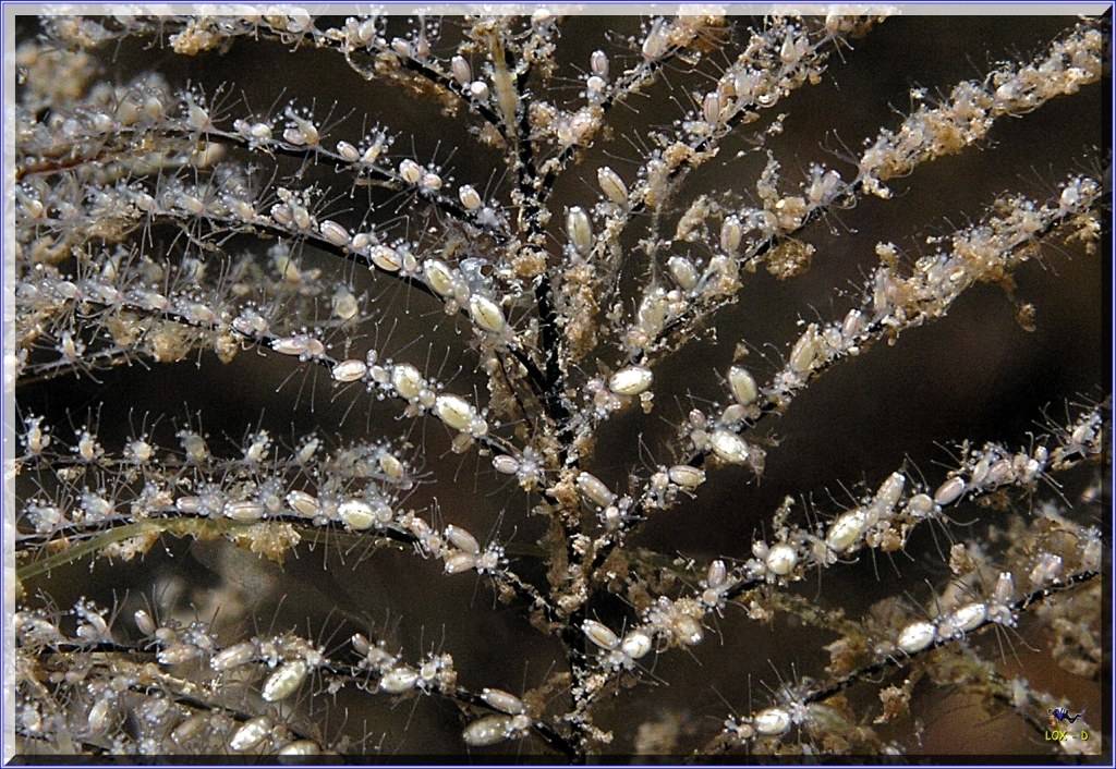Macro at Shiprock