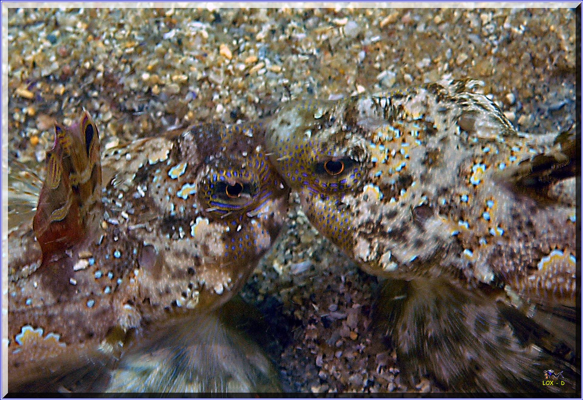LoxPix Sub-Aqua shot