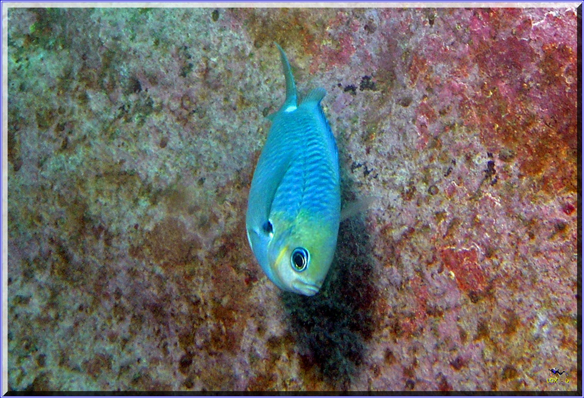 LoxPix Sub-Aqua shot