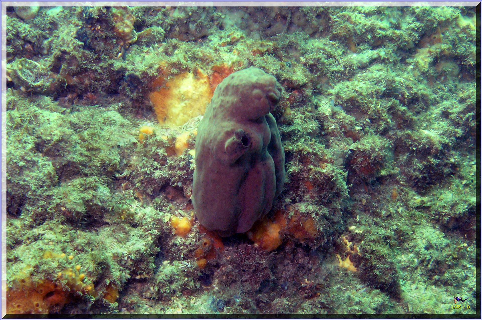 LoxPix Sub-Aqua Image