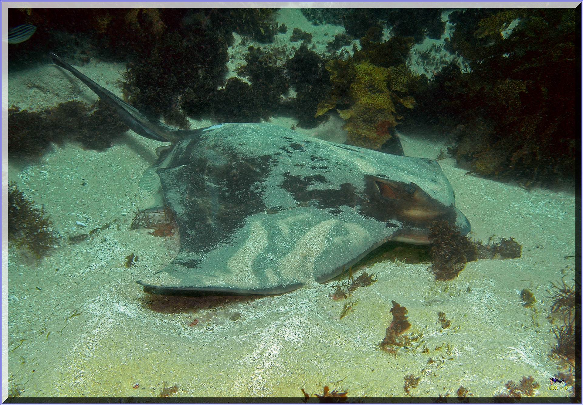 LoxPix Sub-Aqua Image