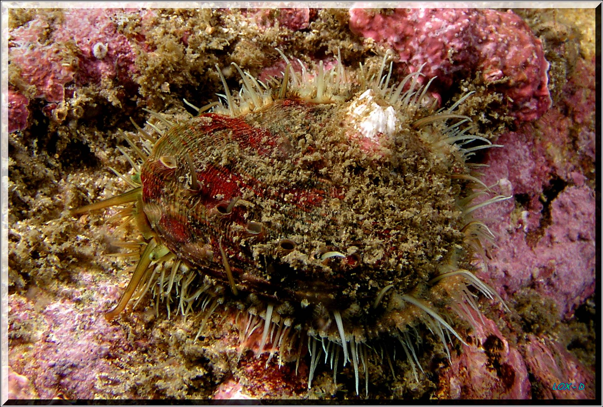 LoxPix Sub-Aqua Image