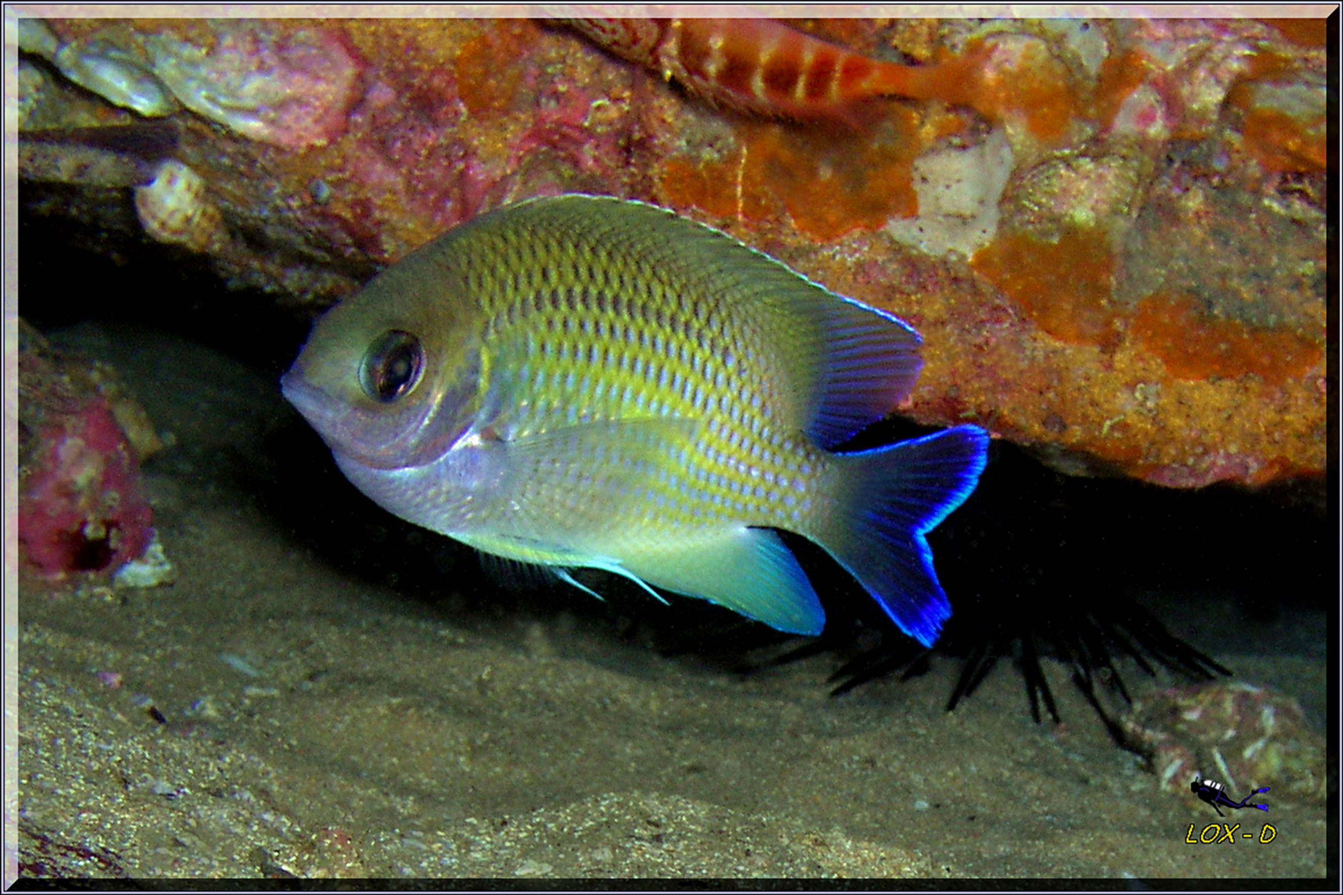 LoxPix Sub-Aqua Image
