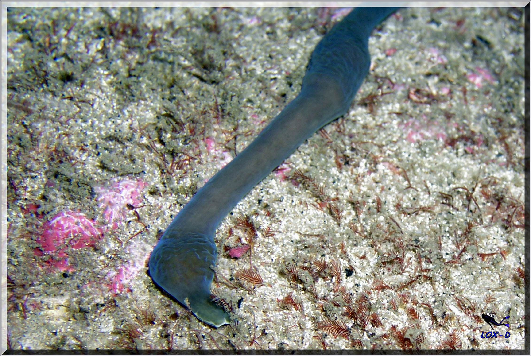 LoxPix Sub-Aqua Image