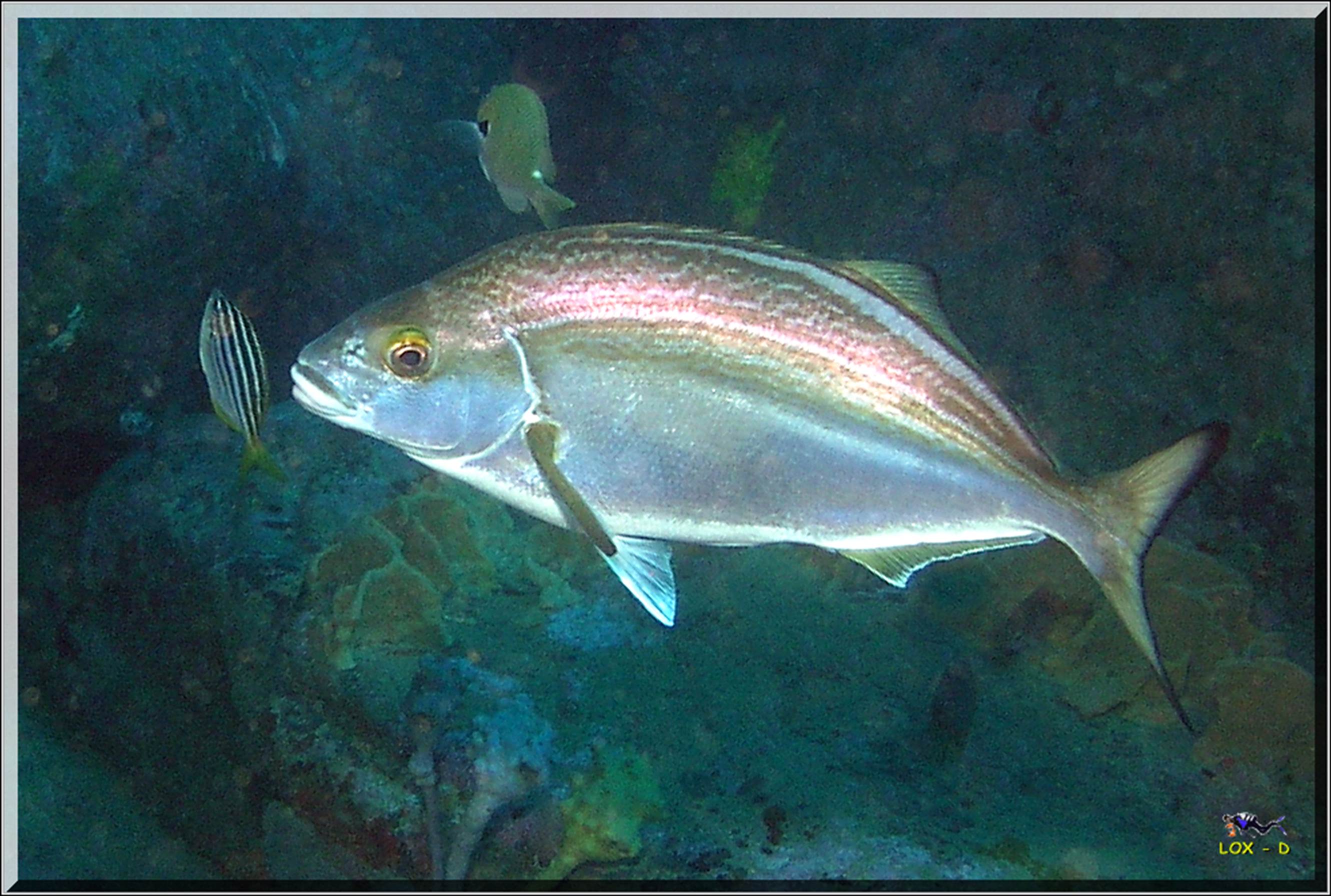 LoxPix Sub-Aqua Image