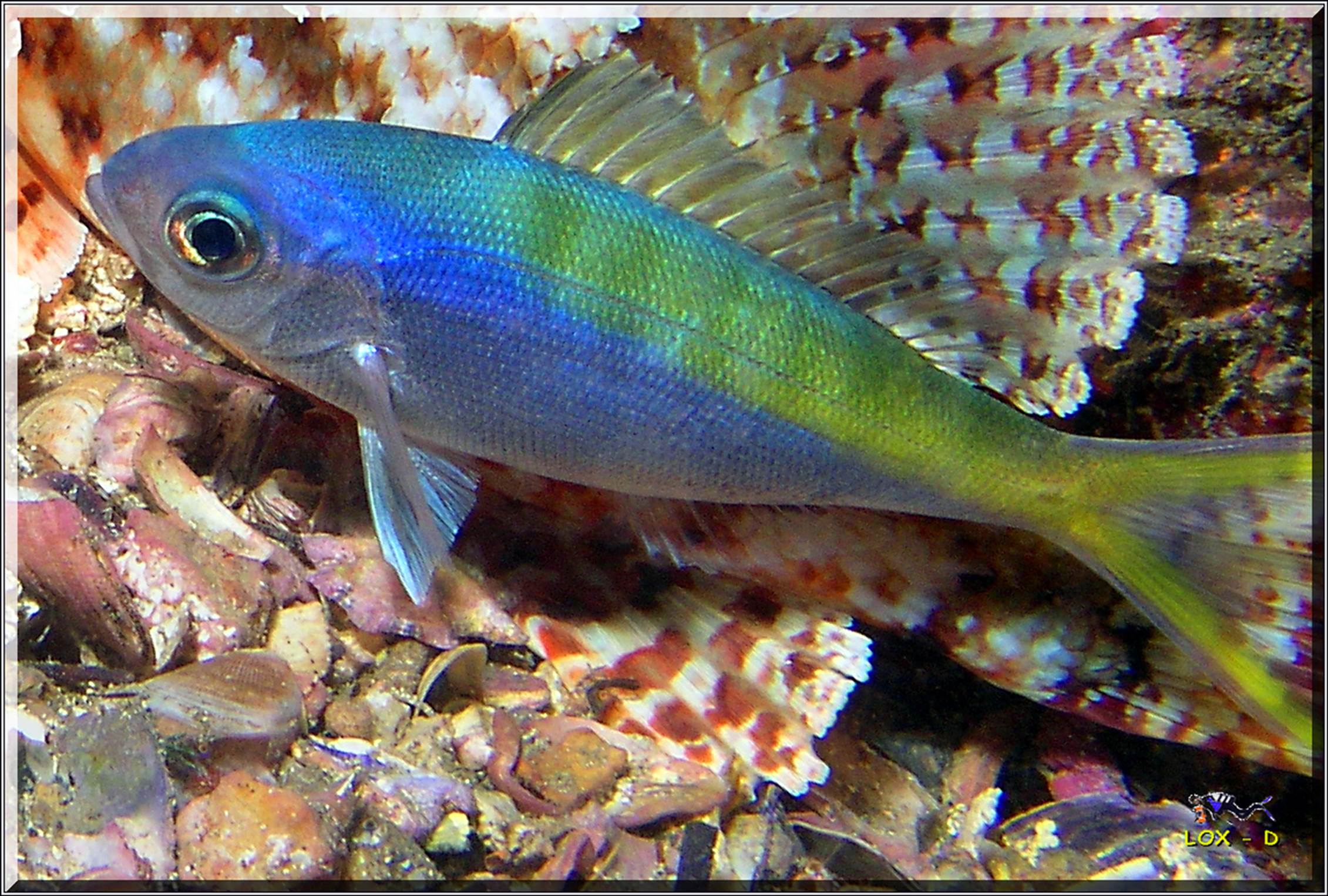 LoxPix Sub-Aqua Image