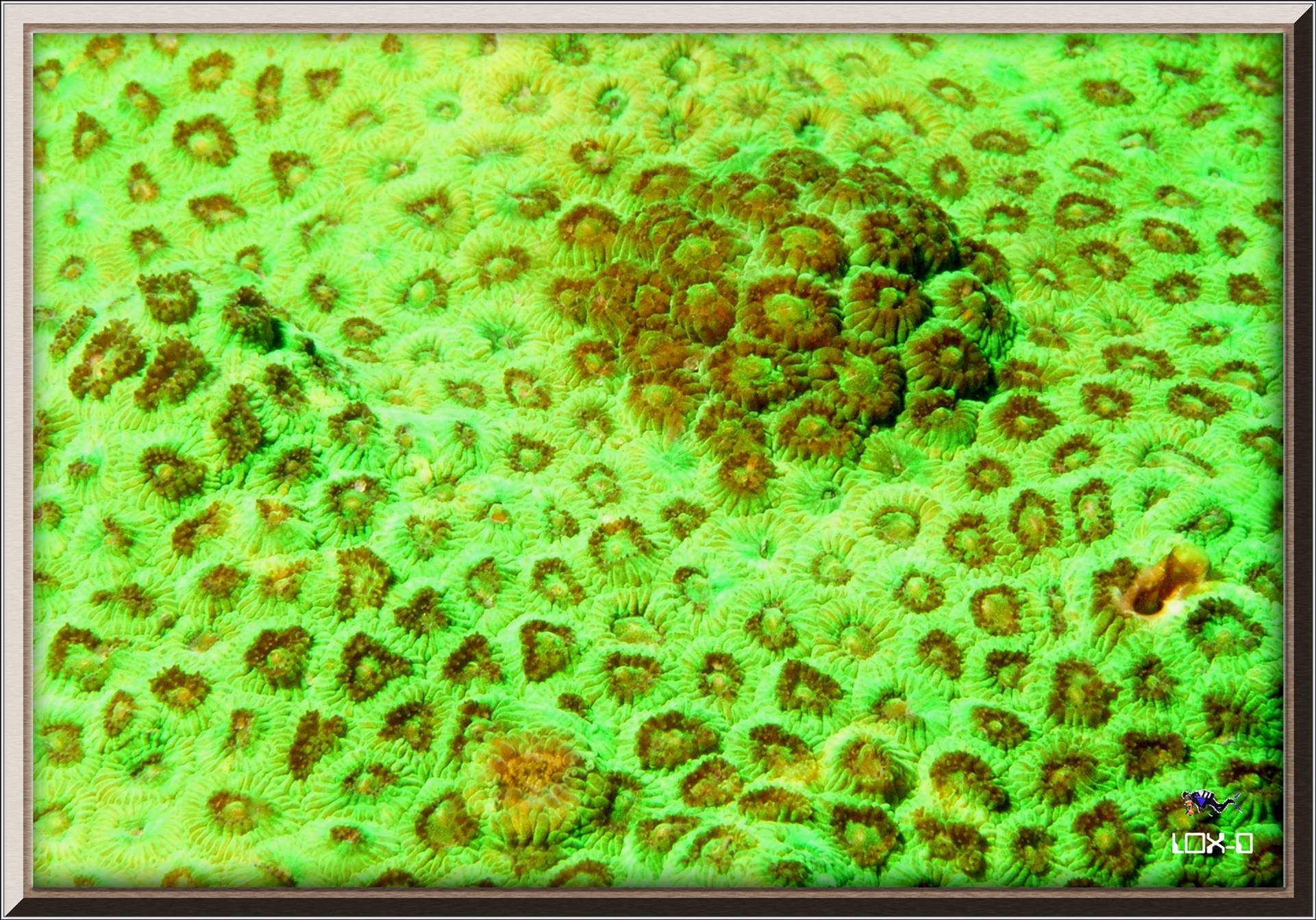 LoxPix Sub-Aqua Image