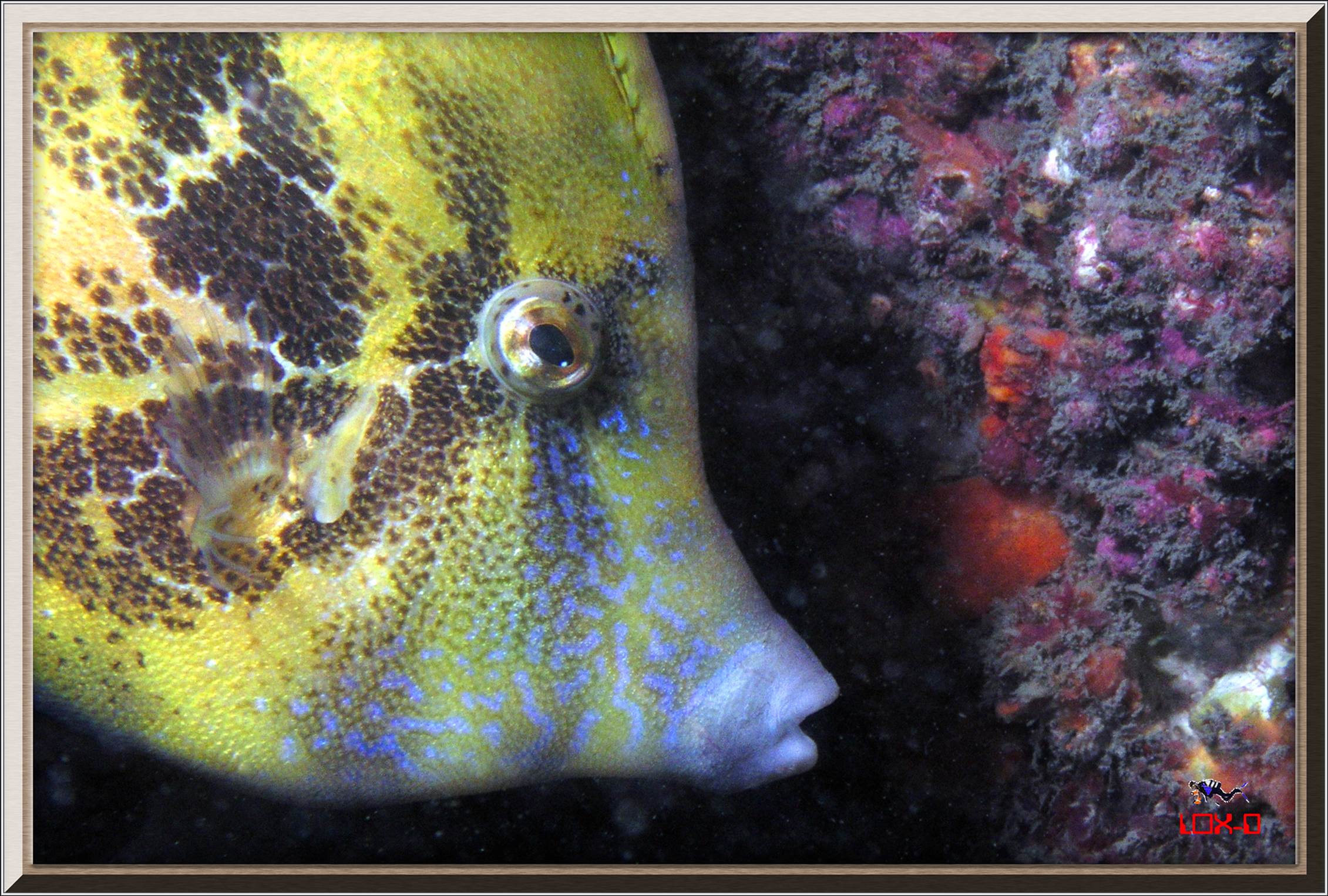 LoxPix Sub-Aqua Image