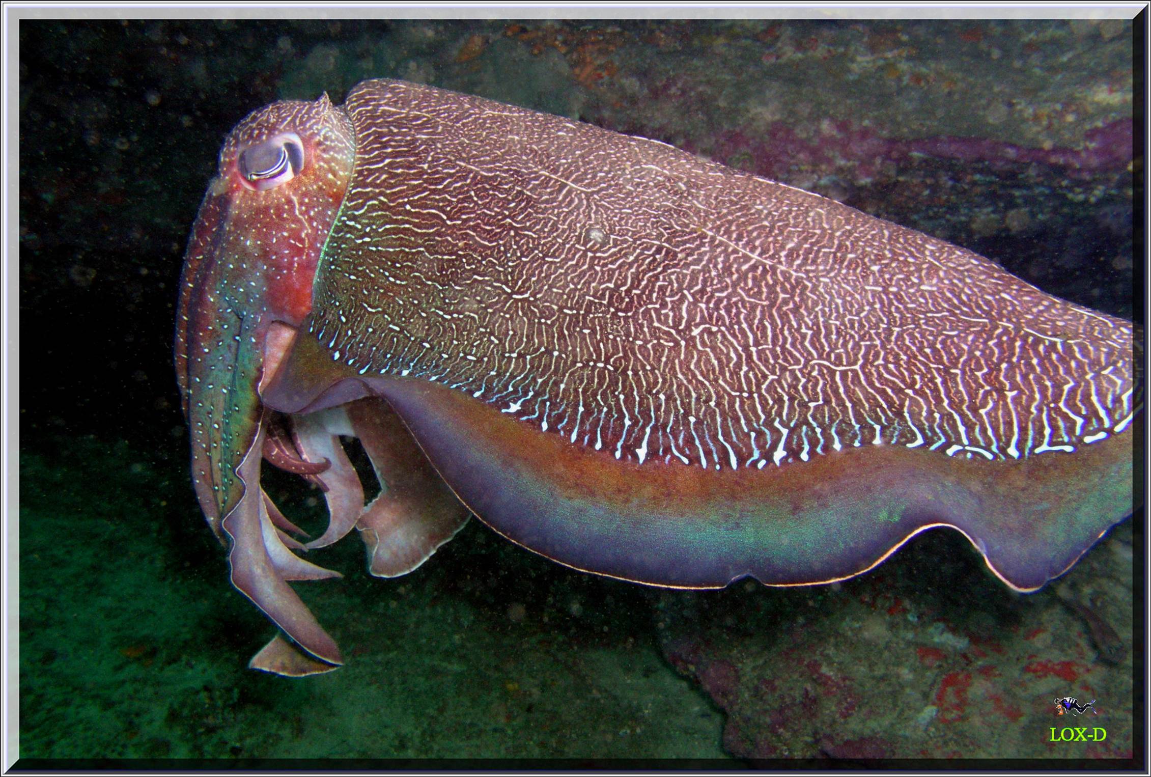 LoxPix Sub-Aqua Image