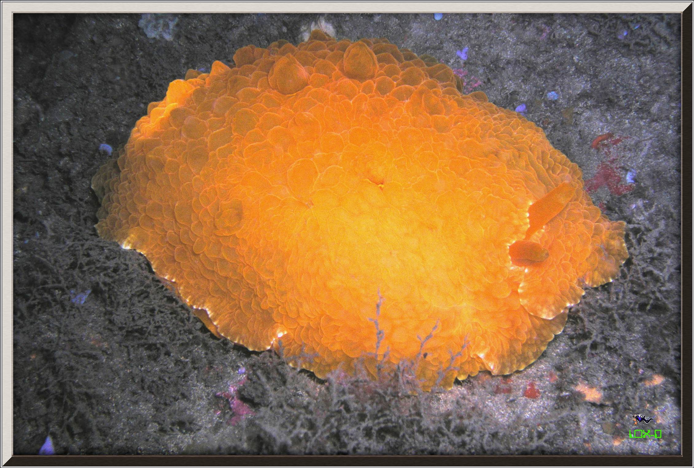 LoxPix Sub-Aqua Image