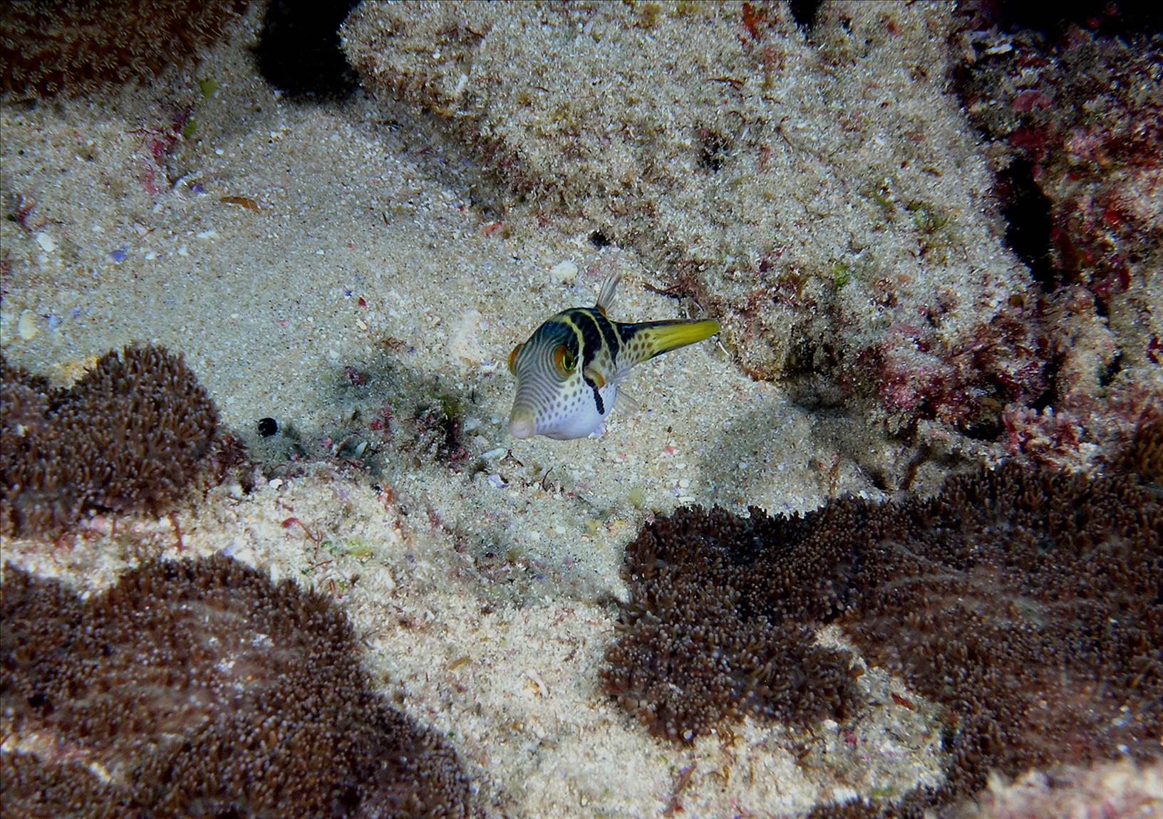 LoxPix Sub-Aqua Image