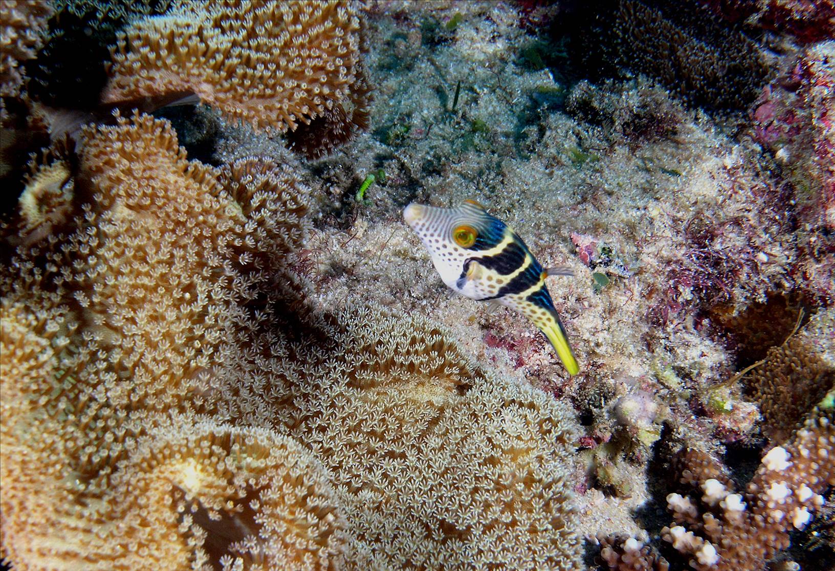 LoxPix Sub-Aqua Image
