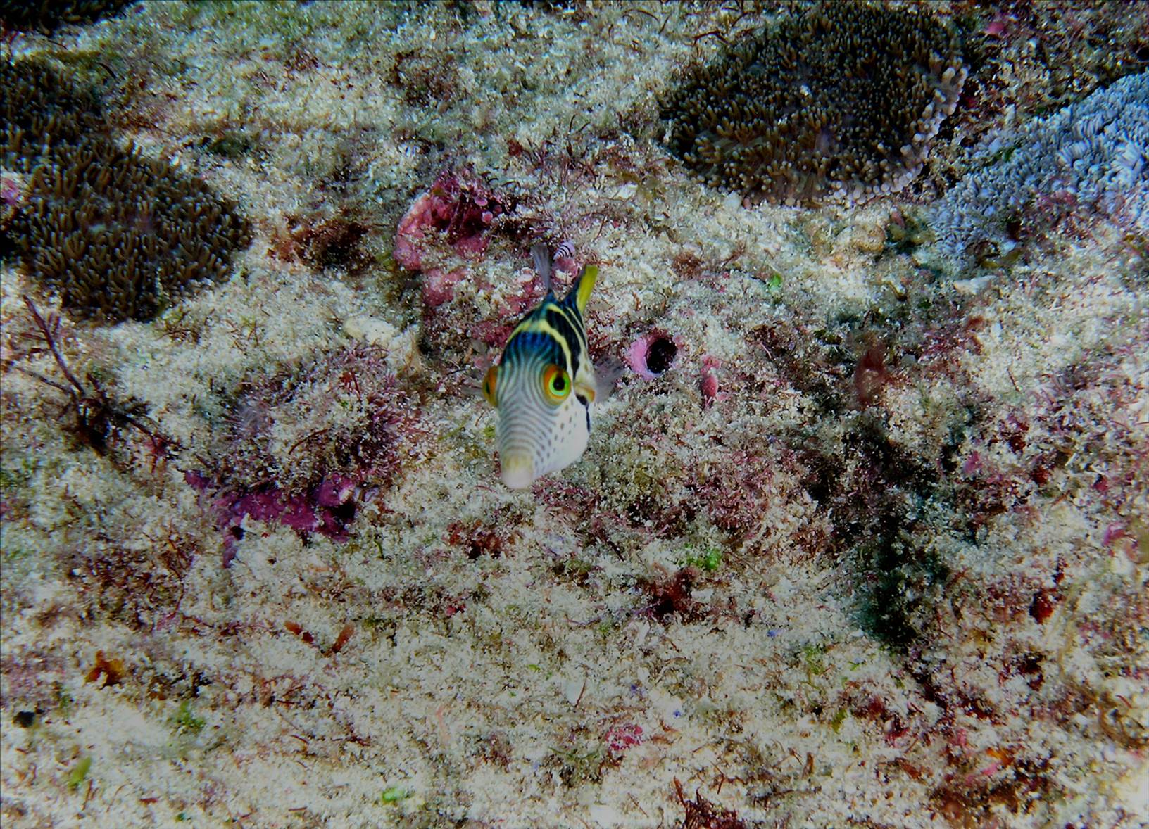 LoxPix Sub-Aqua Image