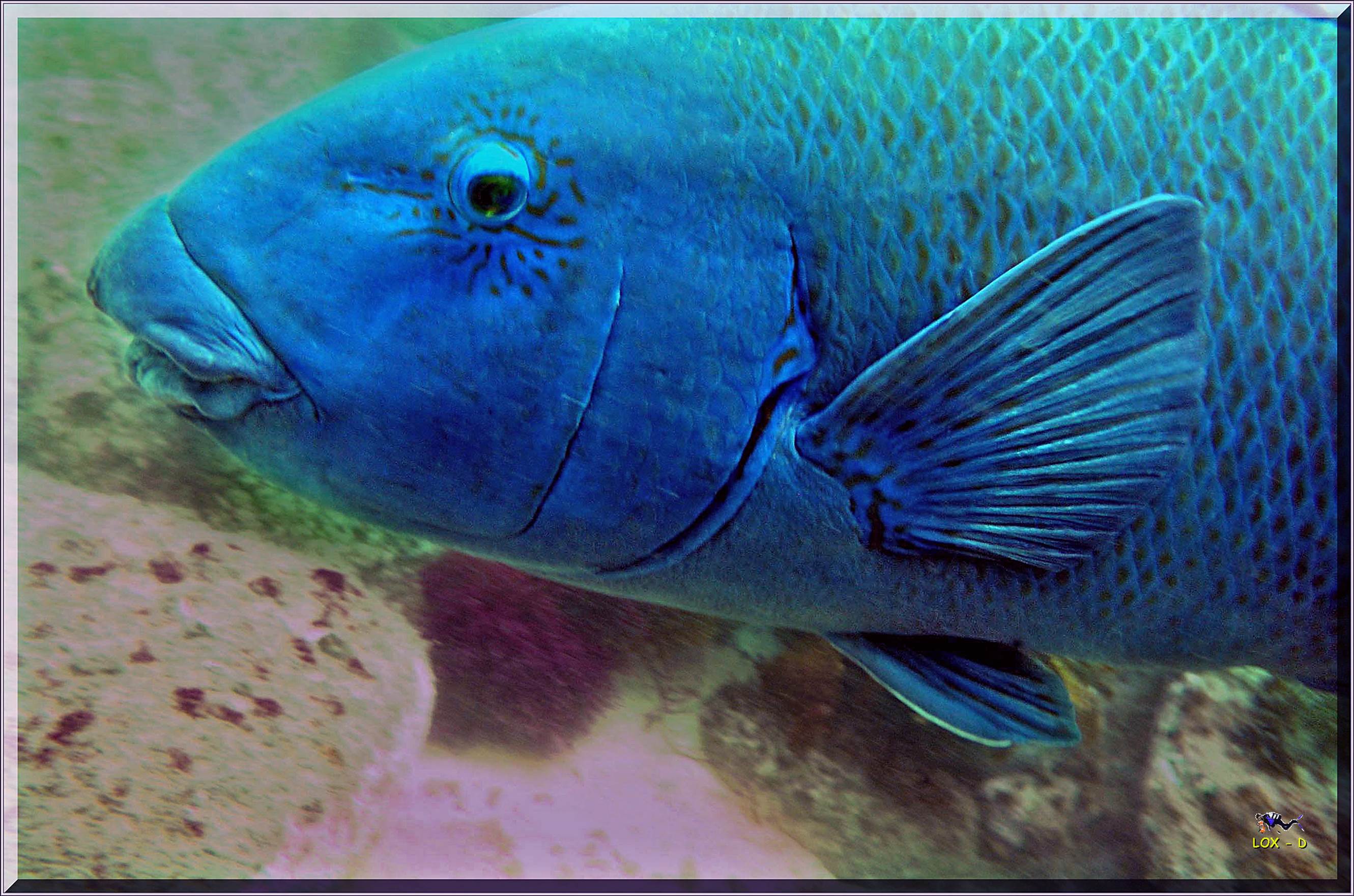 LoxPix Sub-Aqua Image