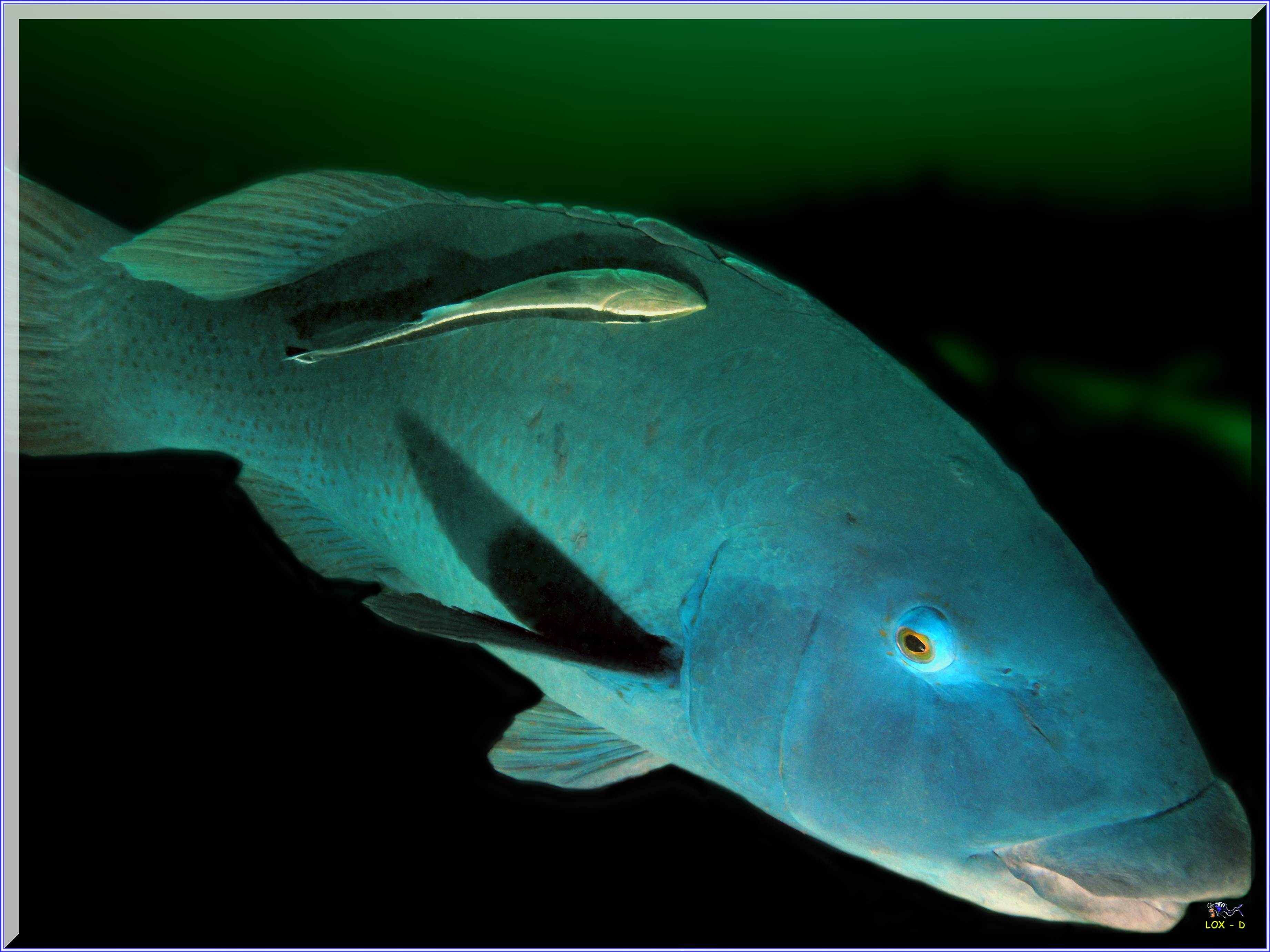 LoxPix Sub-Aqua Image