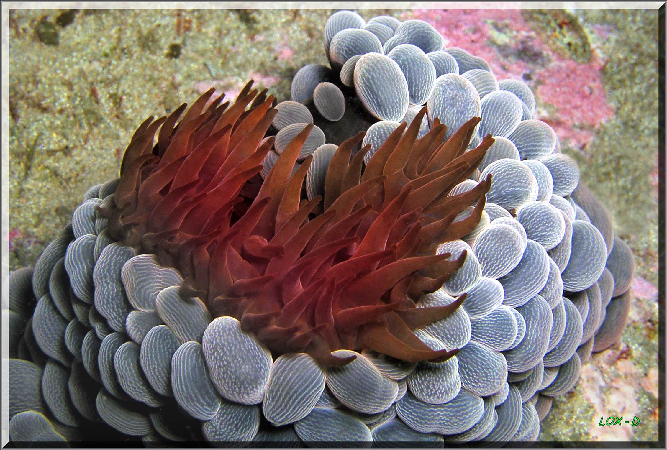LoxPix Sub-Aqua Image