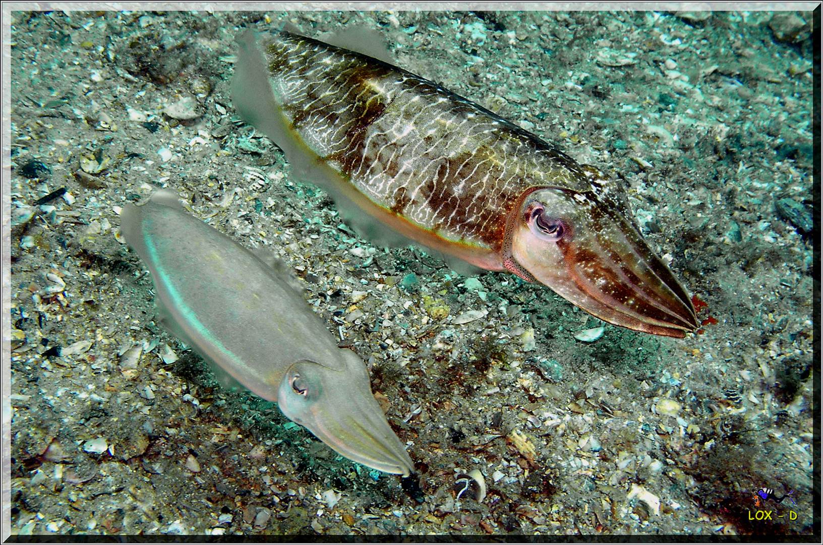 LoxPix Sub-Aqua Image