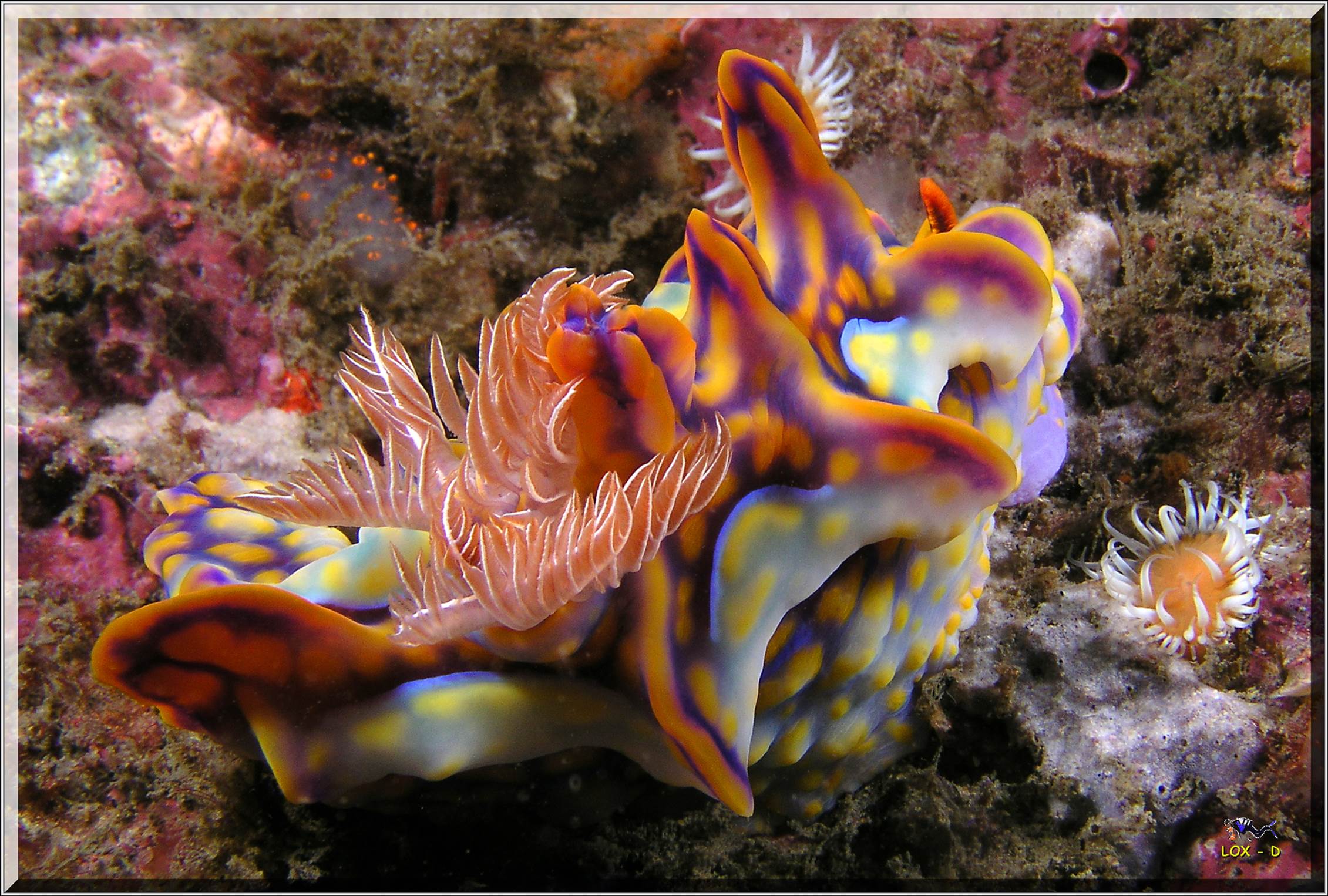 LoxPix Sub-Aqua Image