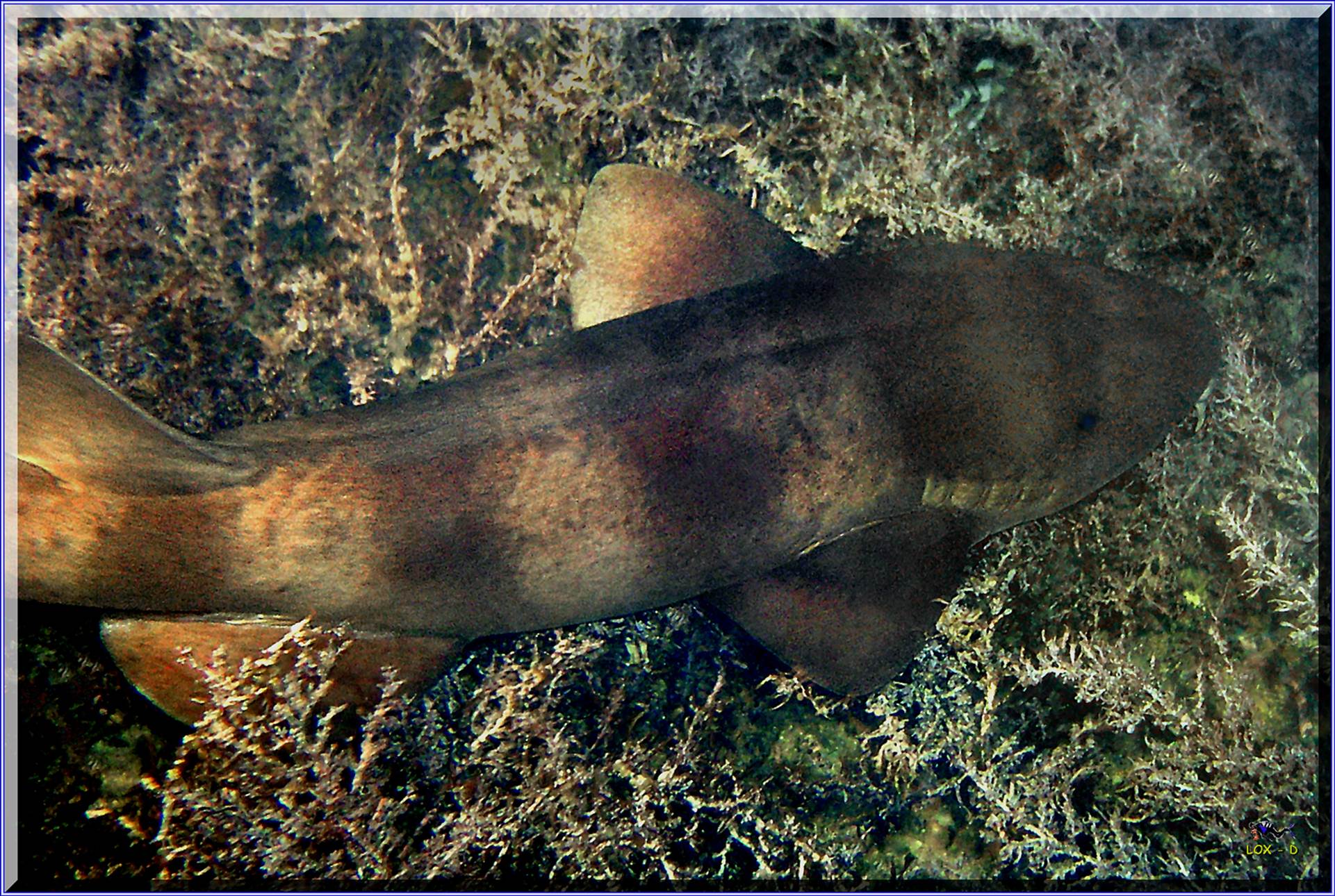 LoxPix Sub-Aqua Image