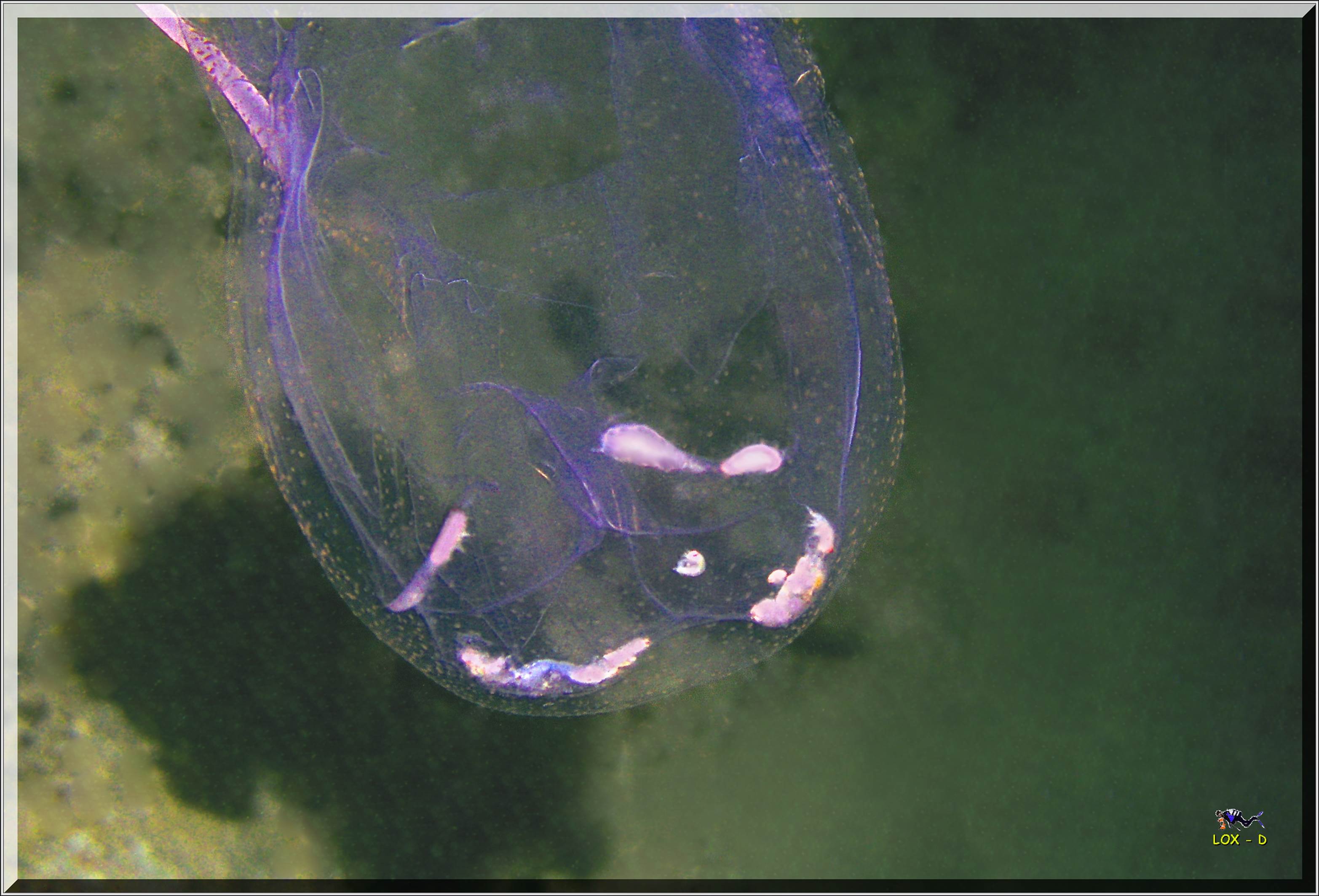 LoxPix Sub-Aqua Image