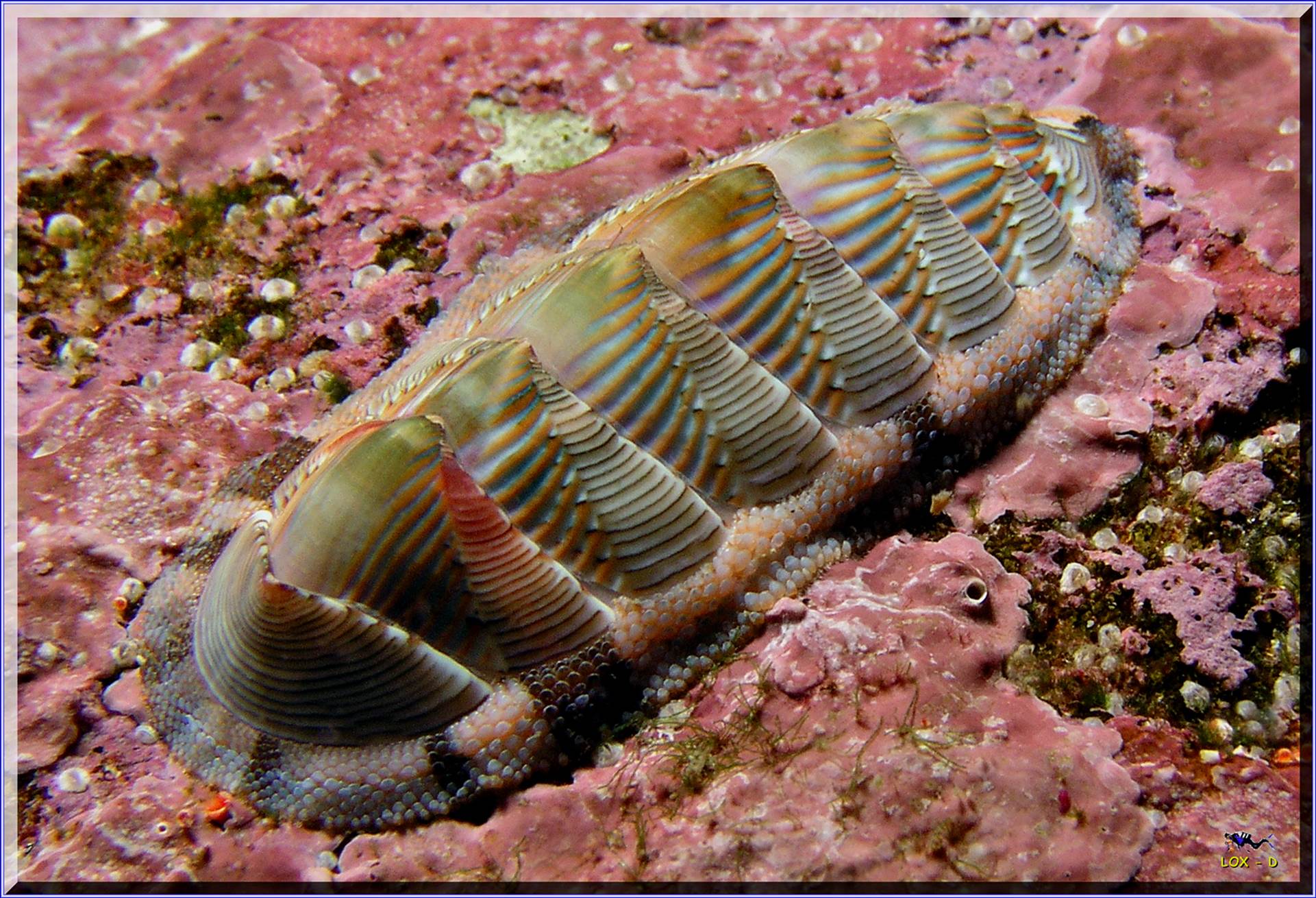 LoxPix Sub-Aqua Image