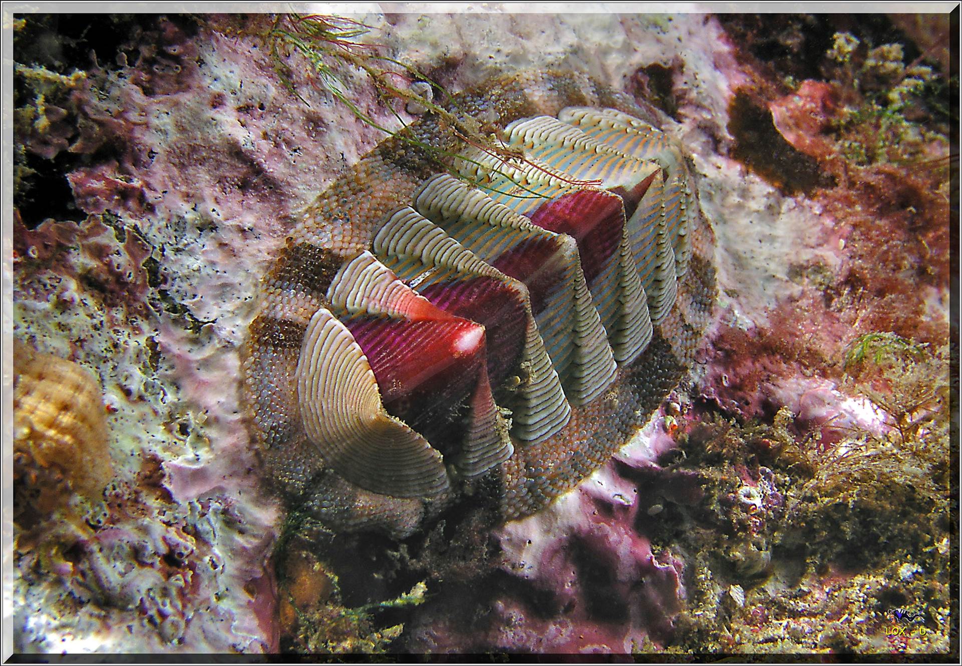 LoxPix Sub-Aqua Image
