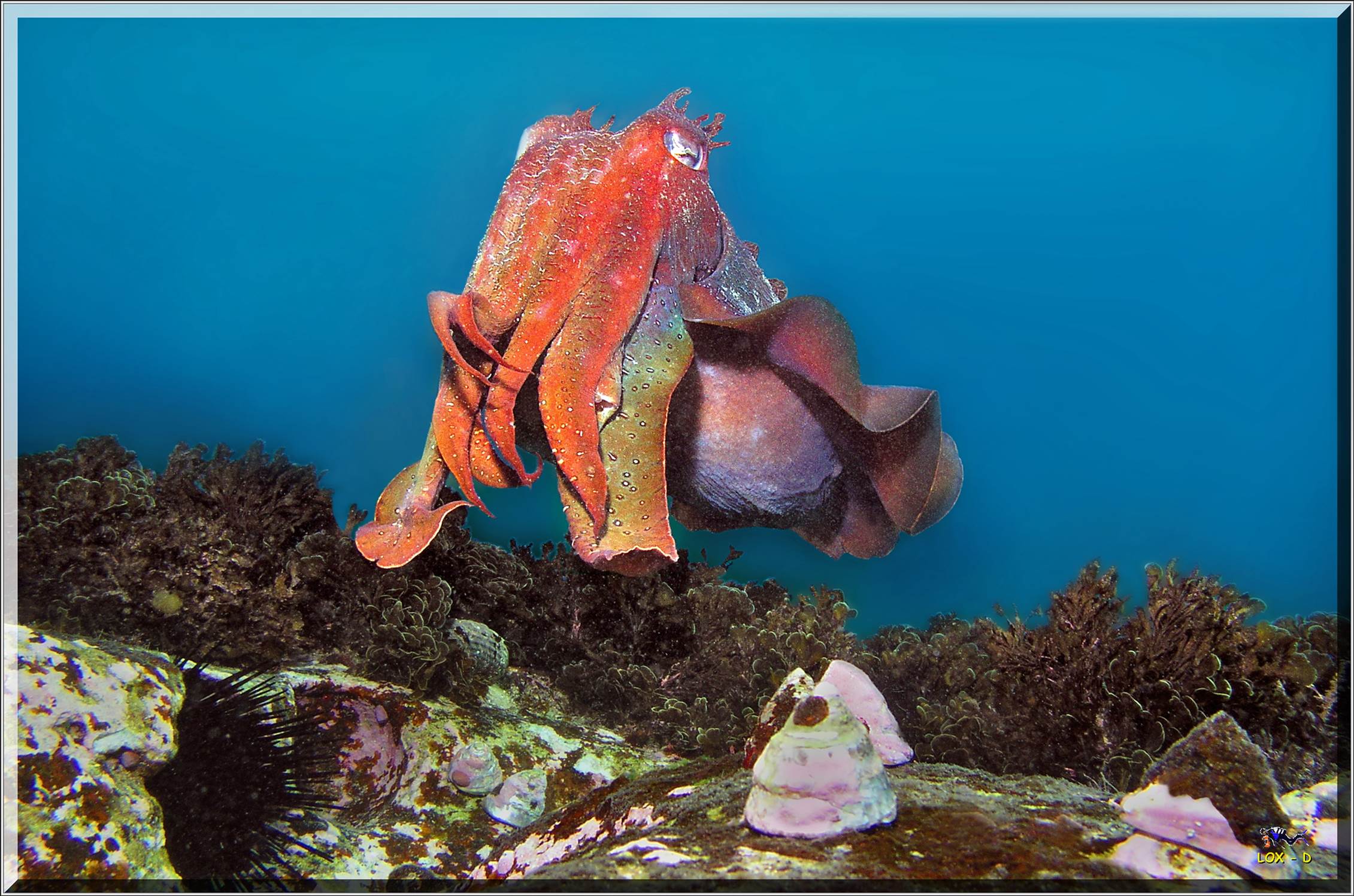 LoxPix Sub-Aqua Image