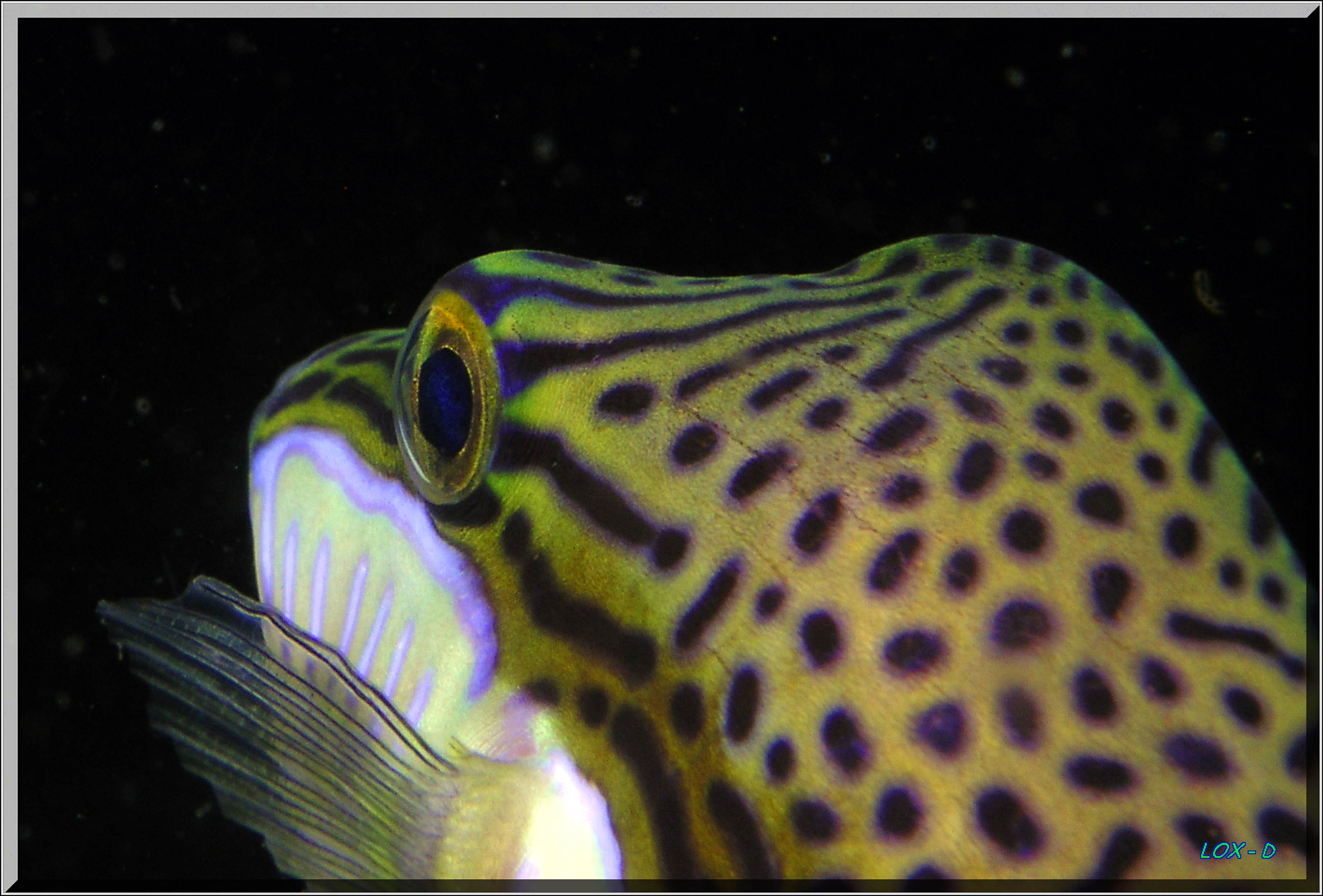 LoxPix Sub-Aqua Image