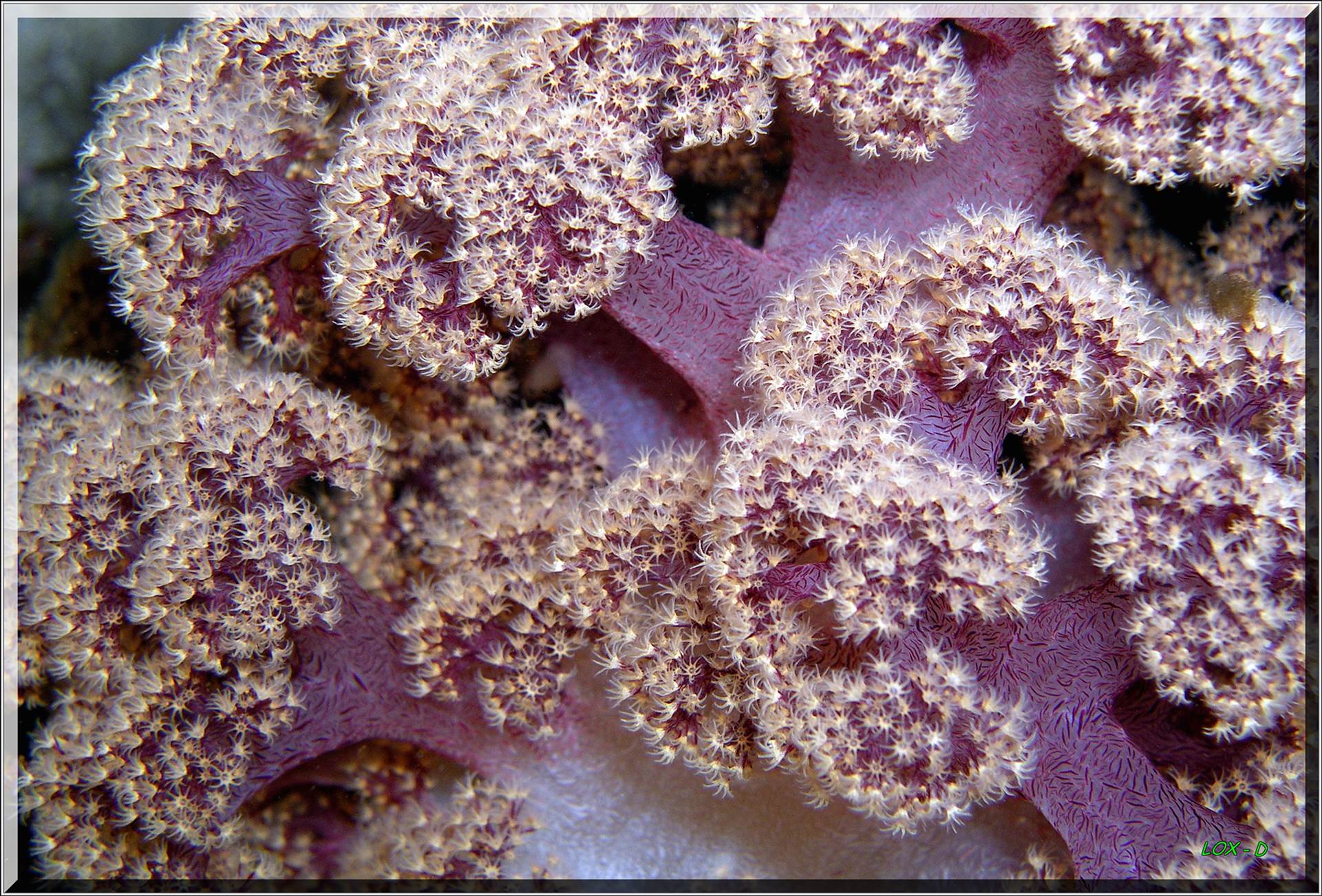 LoxPix Sub-Aqua Image