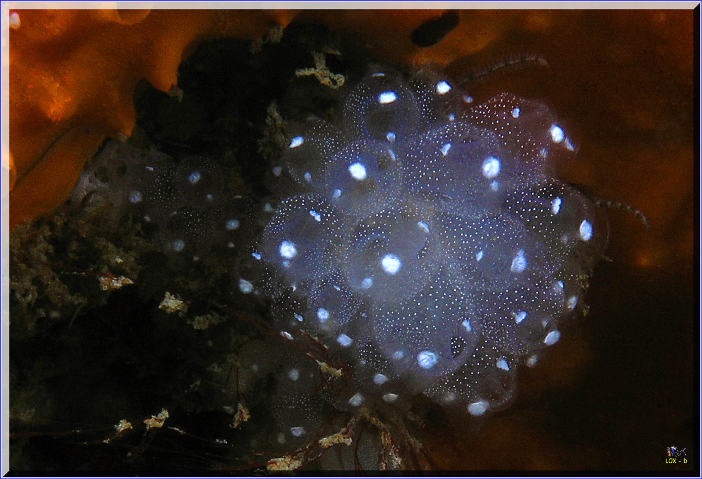 LoxPix Sub-Aqua Image