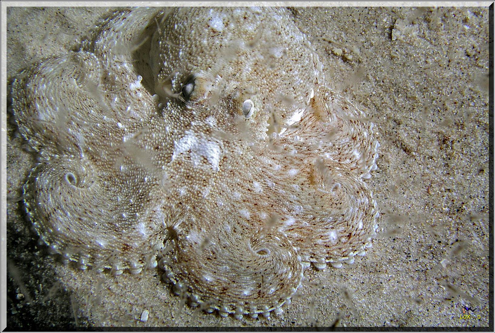 LoxPix Sub-Aqua Image