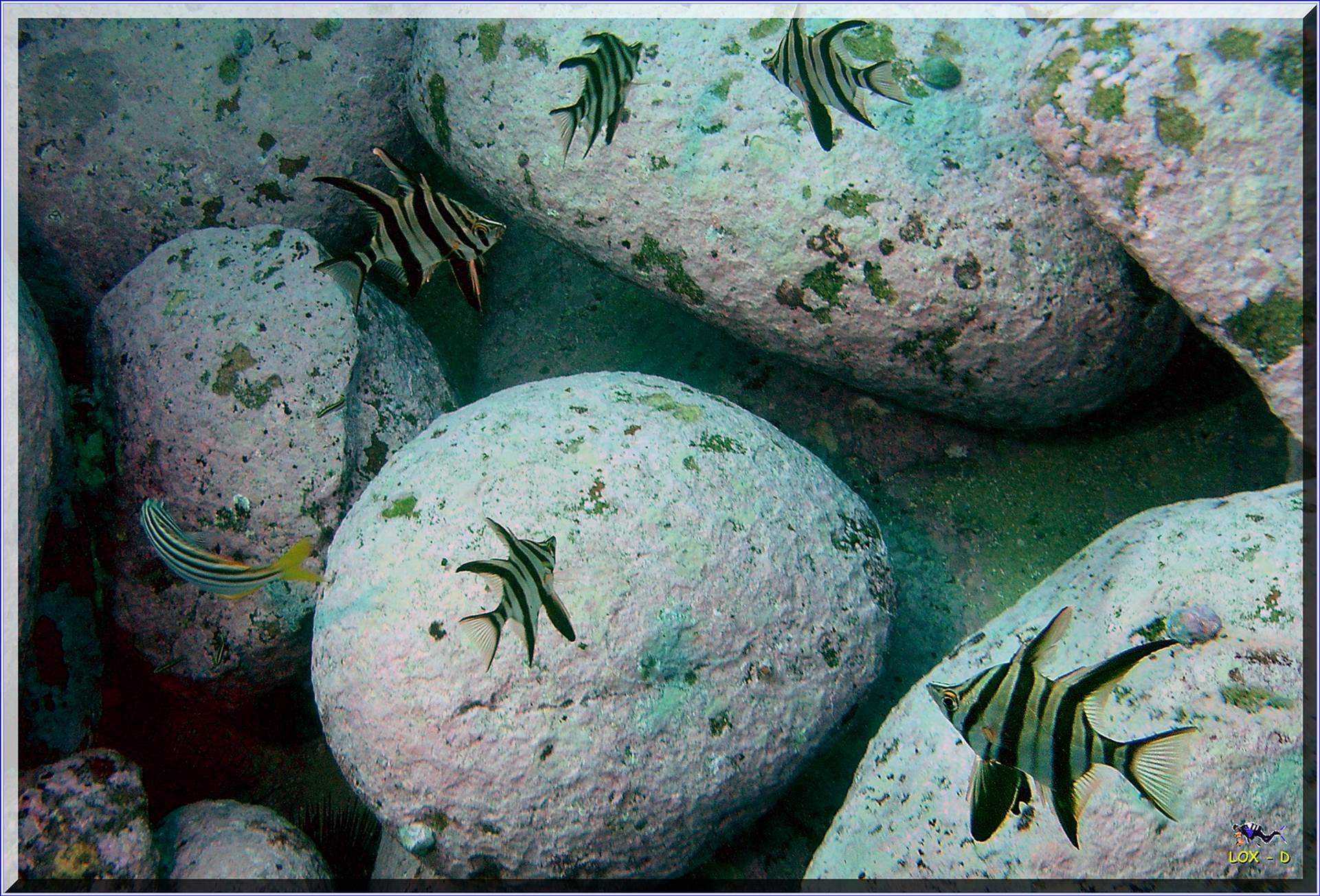 LoxPix Sub-Aqua Image