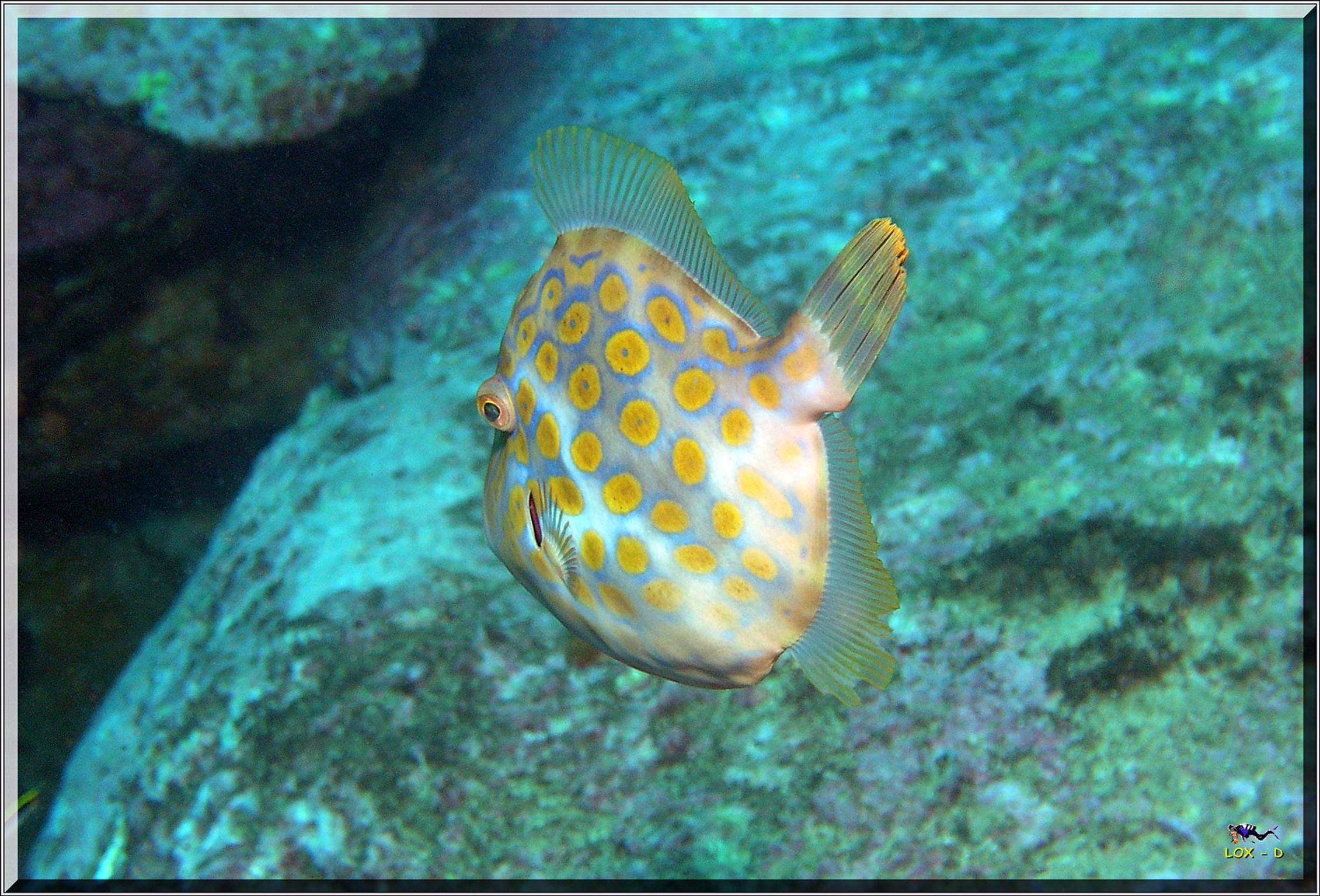 LoxPix Sub-Aqua Image