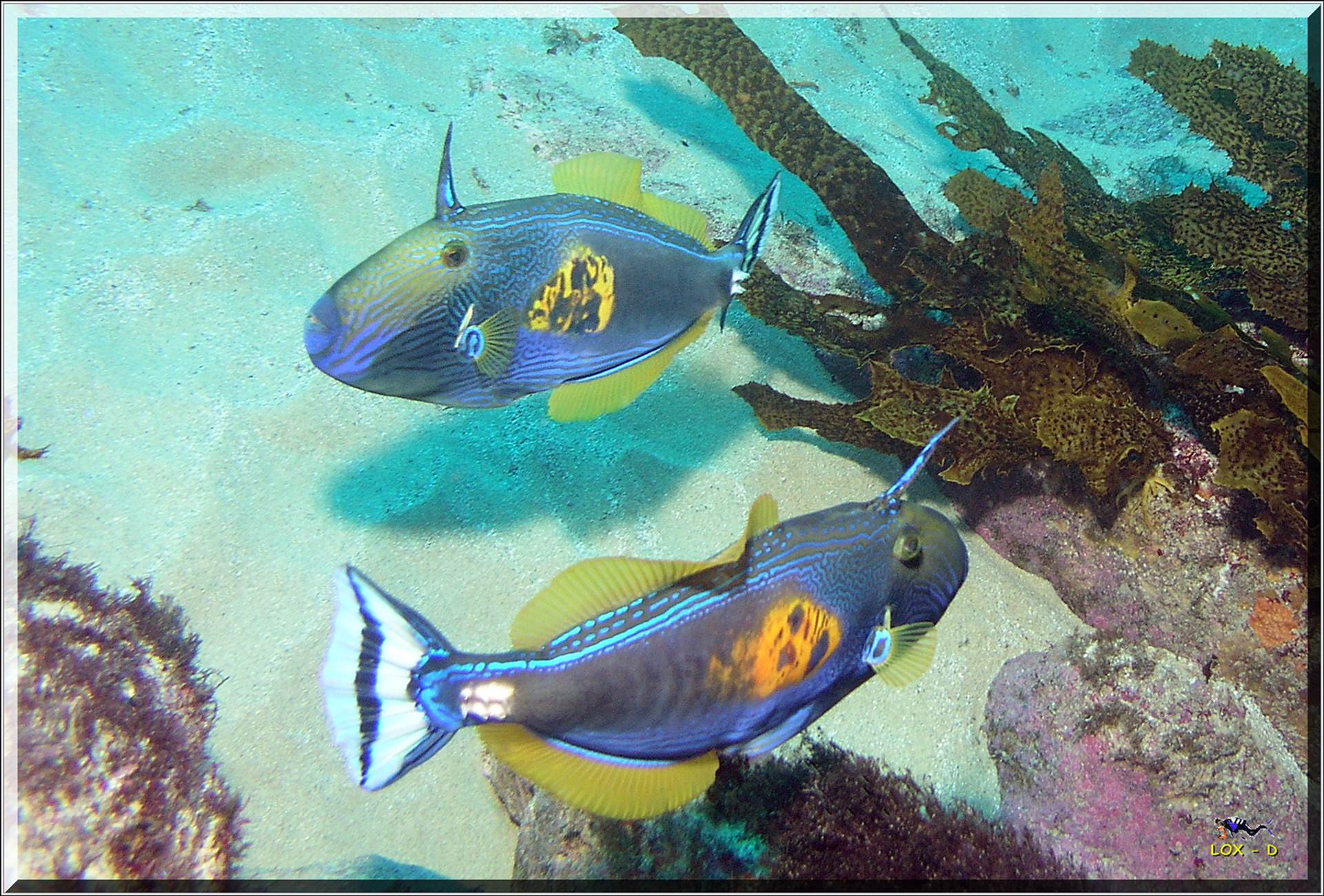 LoxPix Sub-Aqua Image