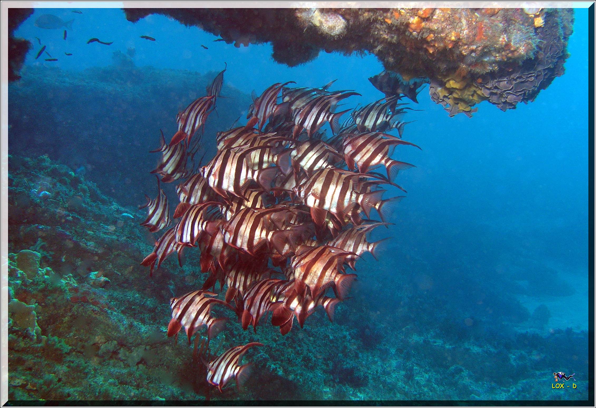 LoxPix Sub-Aqua Image