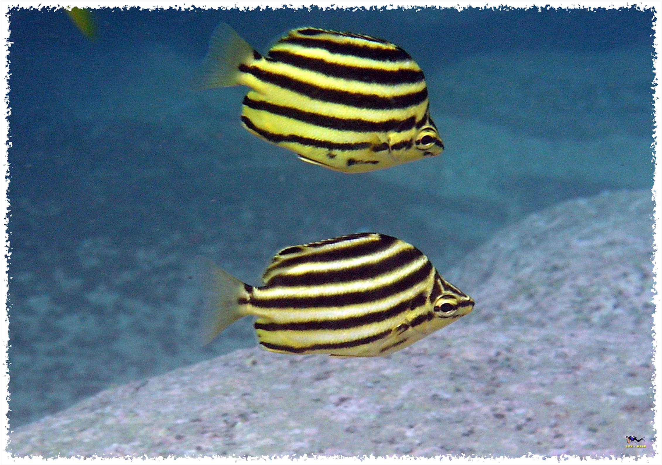 LoxPix Sub-Aqua Image
