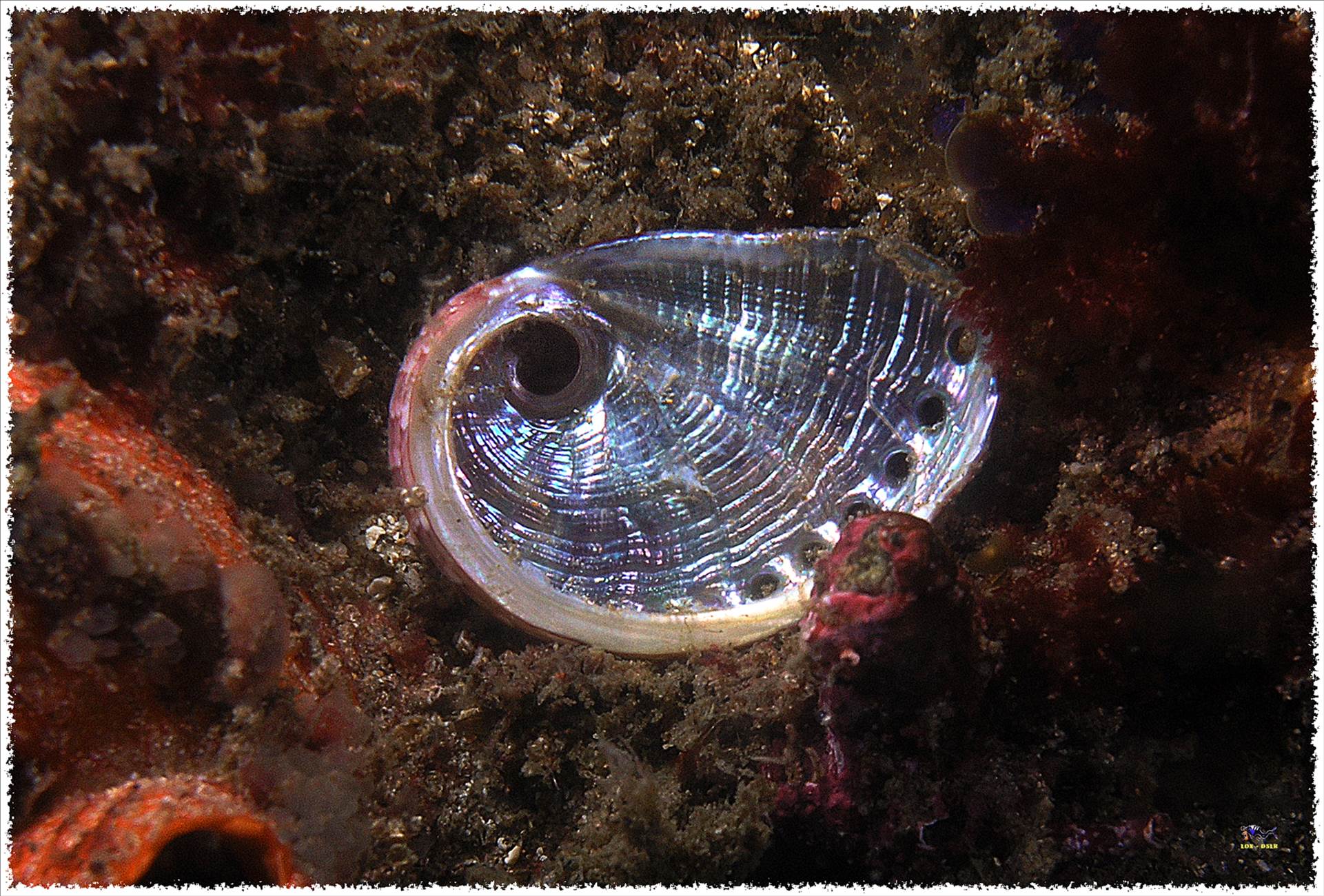 LoxPix Sub-Aqua Image