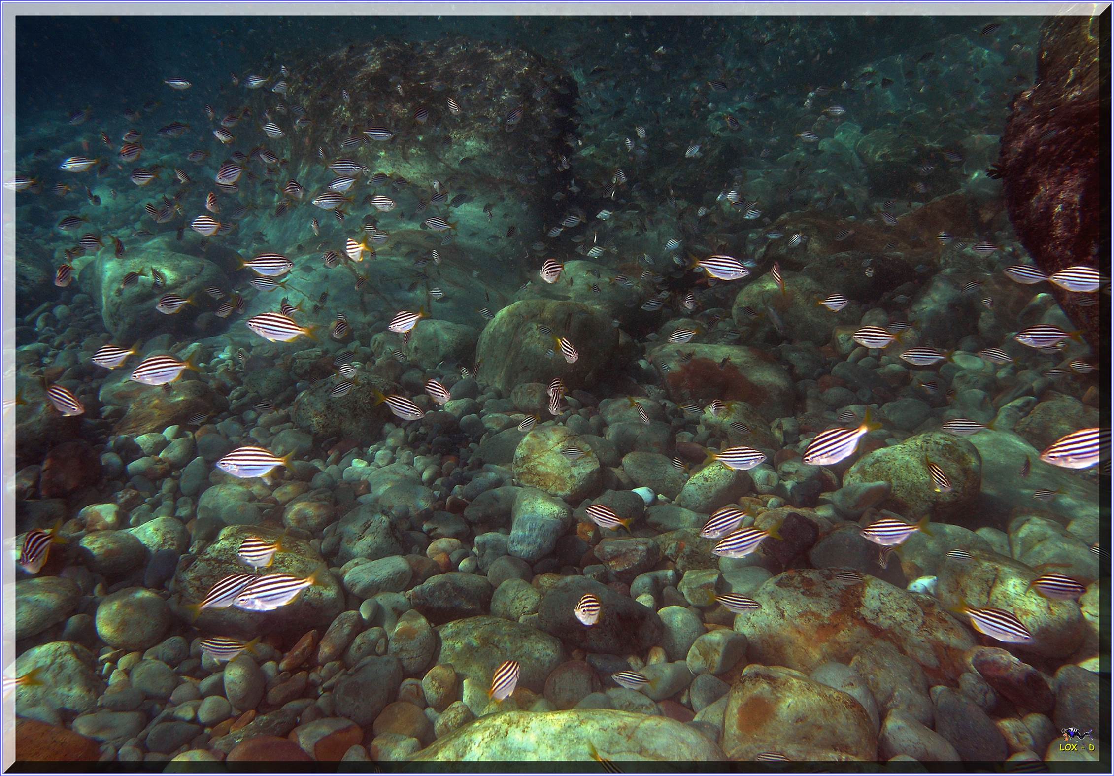 LoxPix Sub-Aqua Image