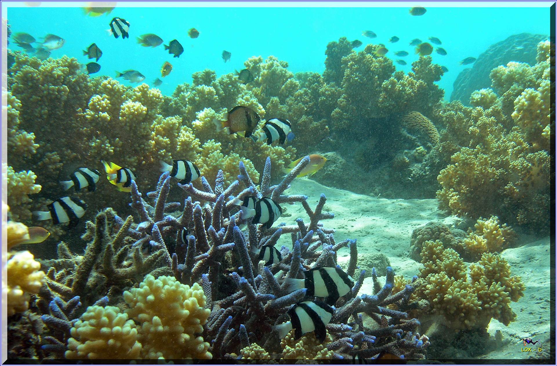 LoxPix Sub-Aqua Image
