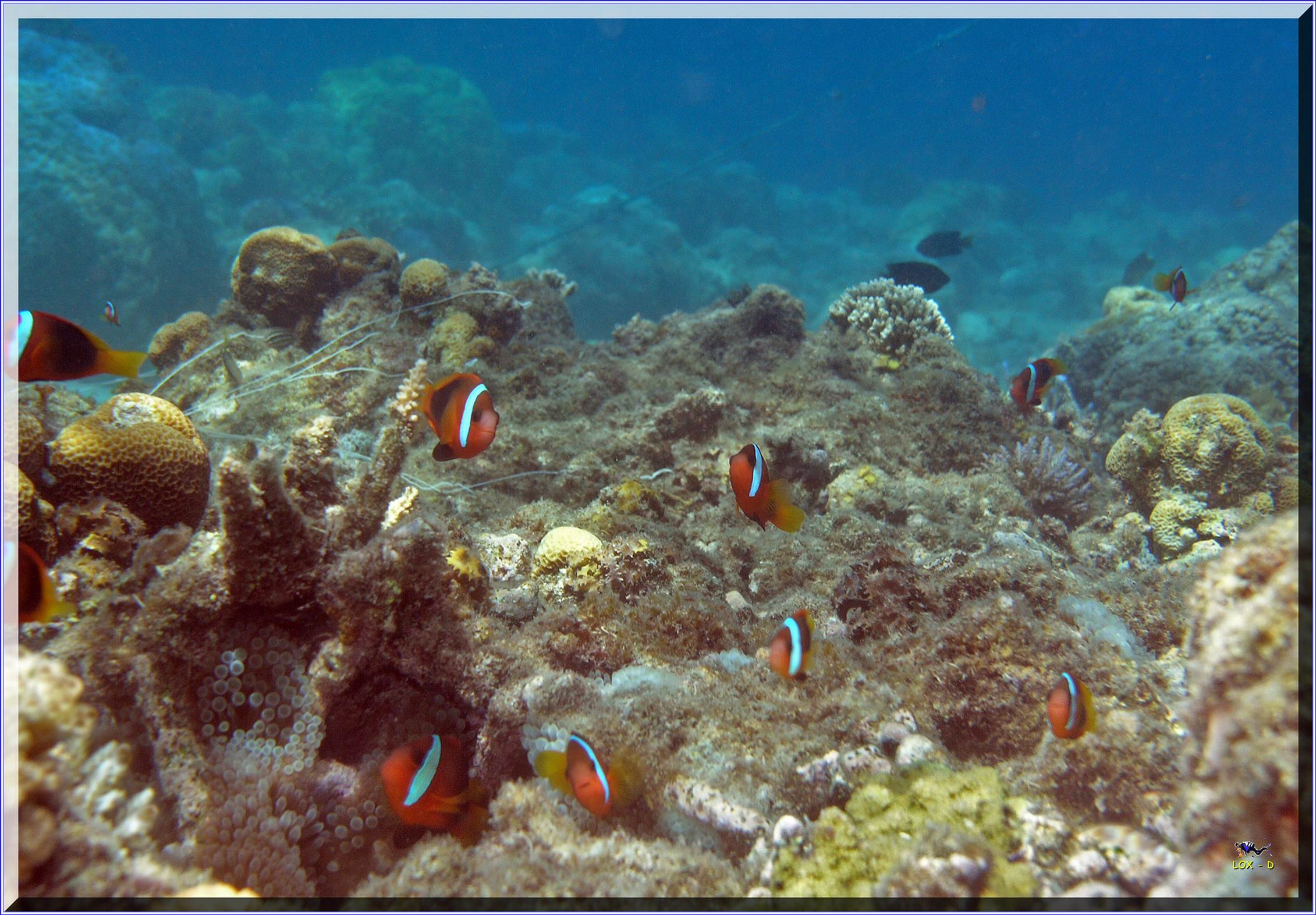 LoxPix Sub-Aqua Image