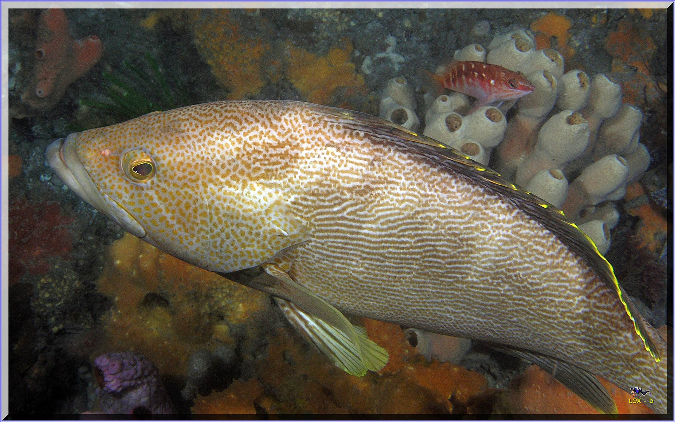 LoxPix Sub-Aqua Image