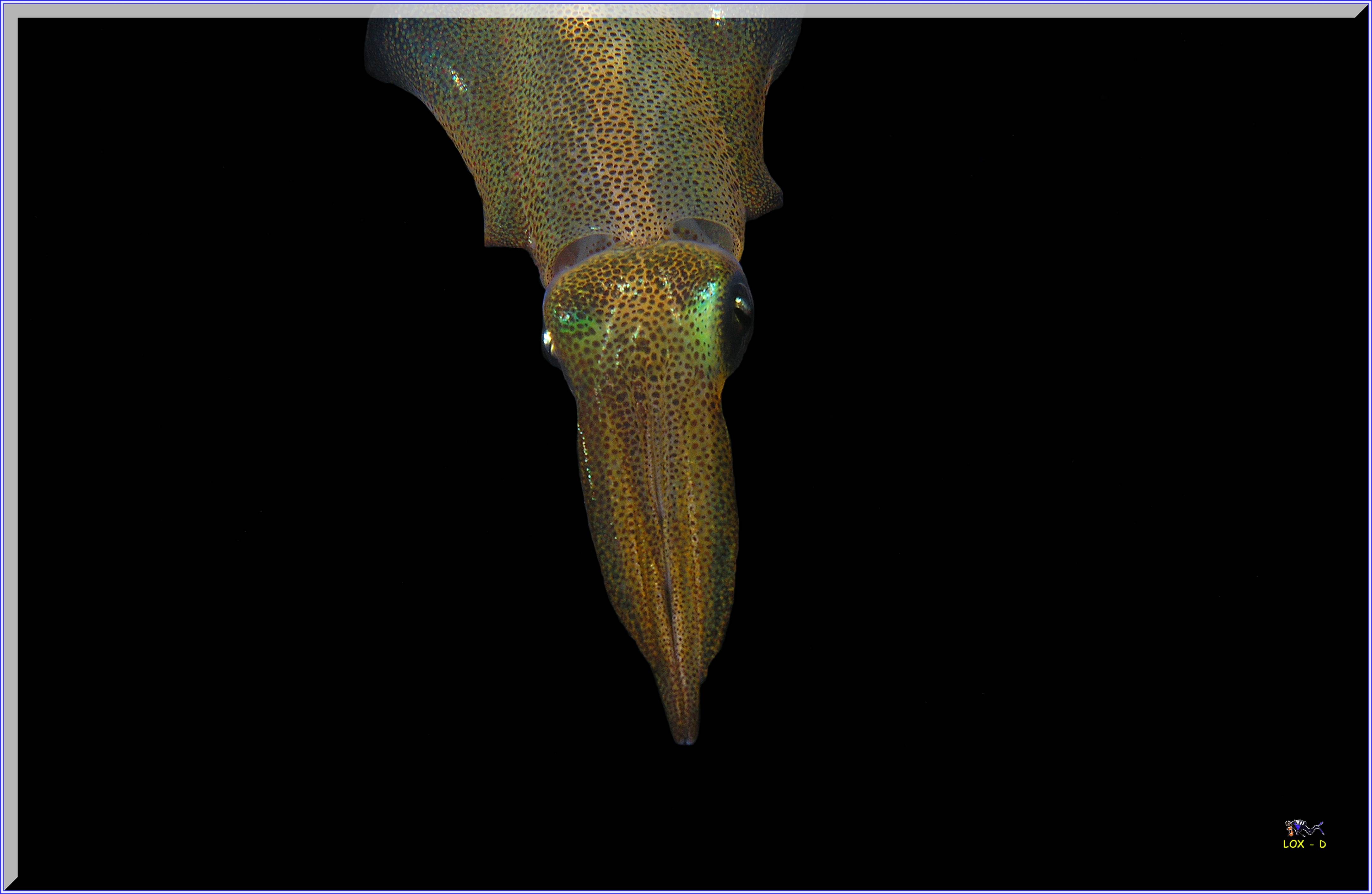 LoxPix Sub-Aqua Image