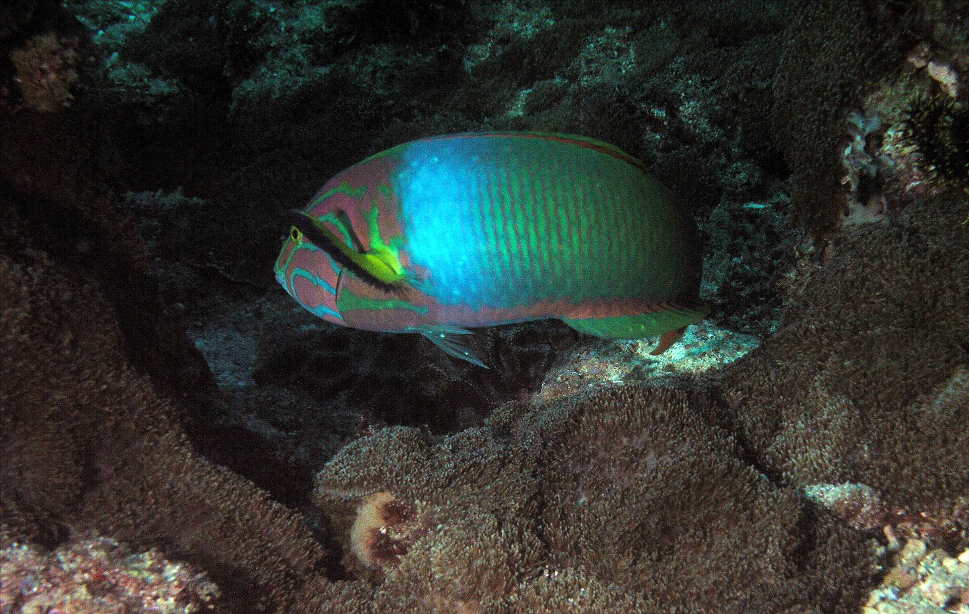LoxPix Sub-Aqua Image