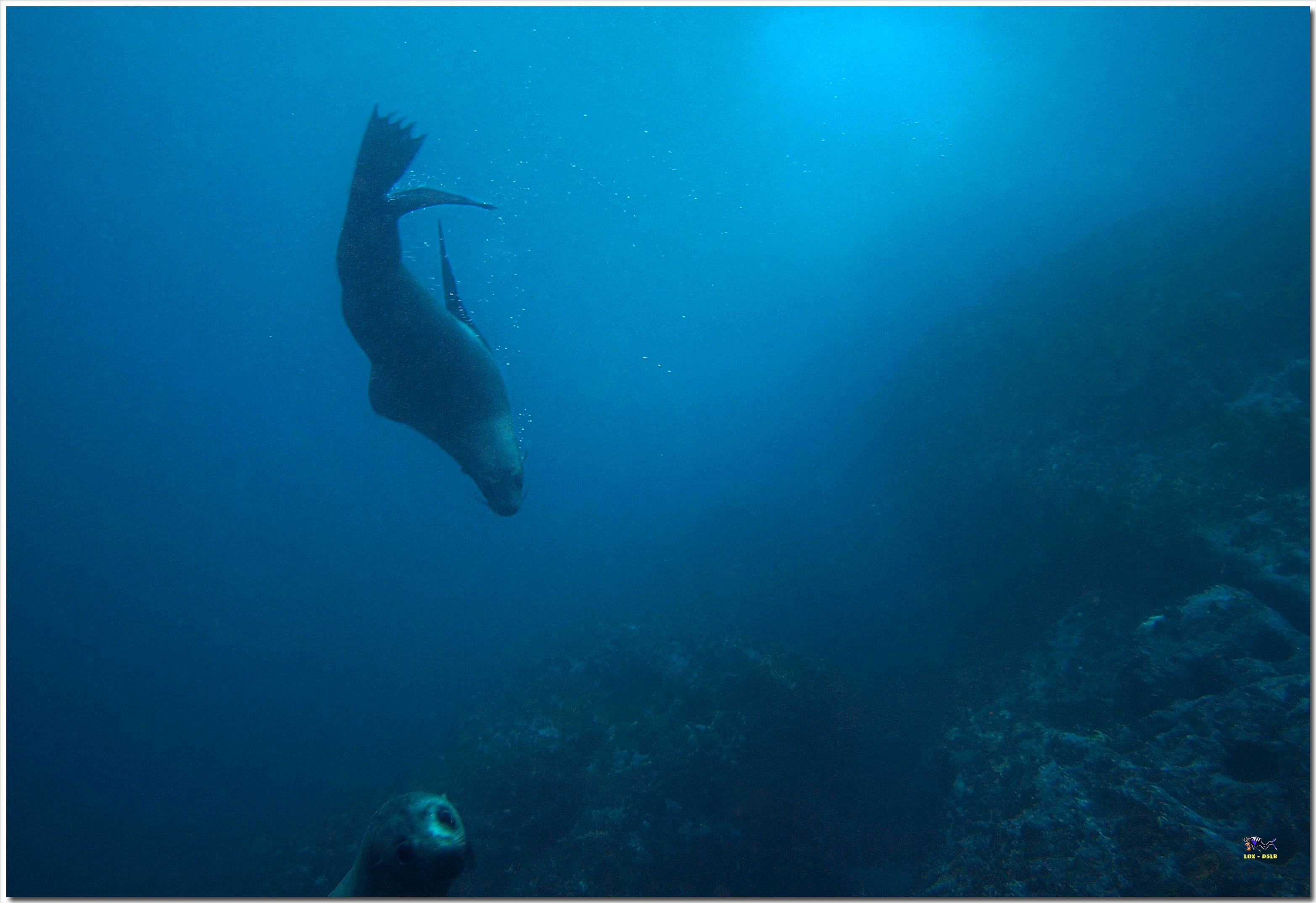 LoxPix Sub-Aqua Image