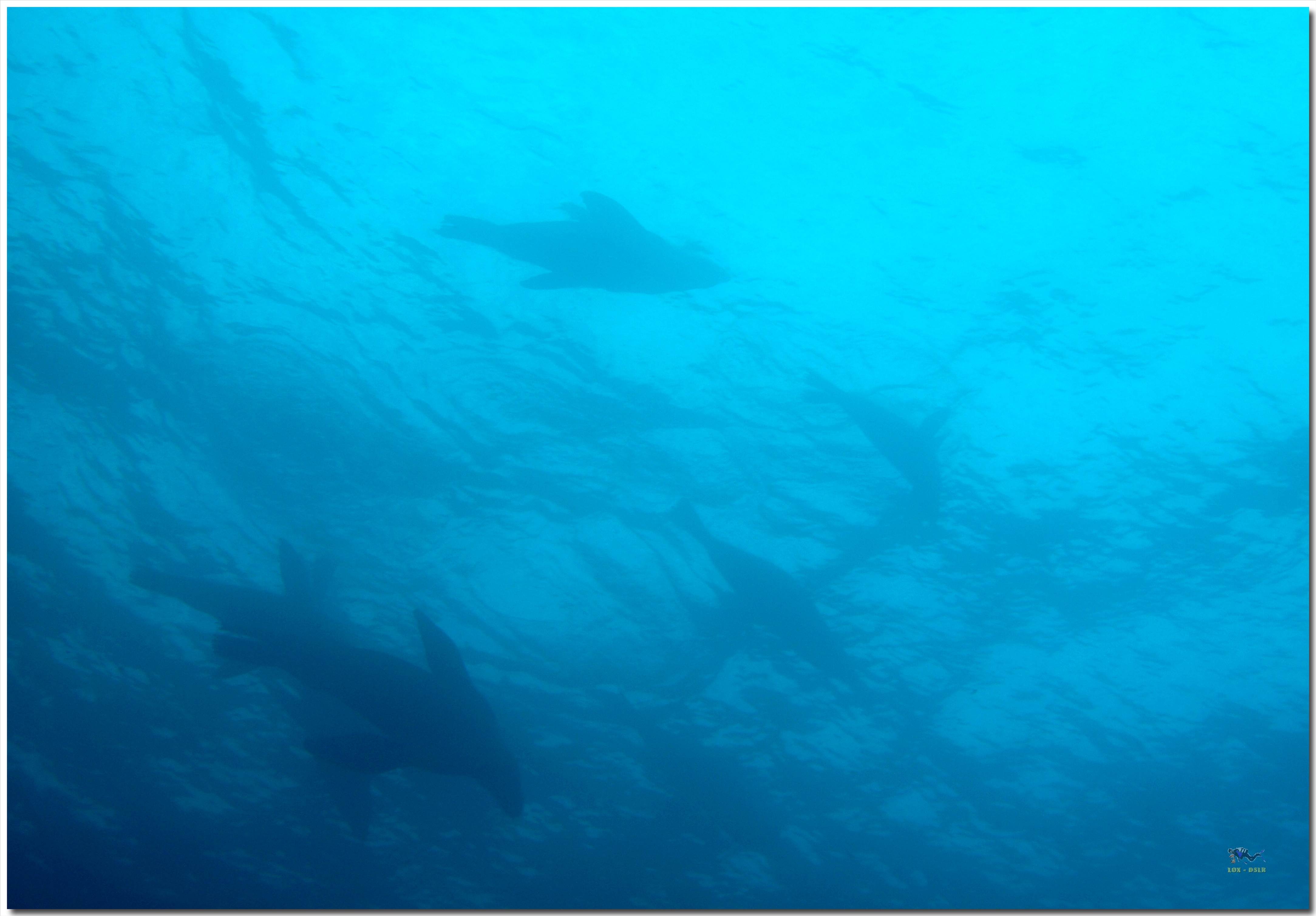 LoxPix Sub-Aqua Image