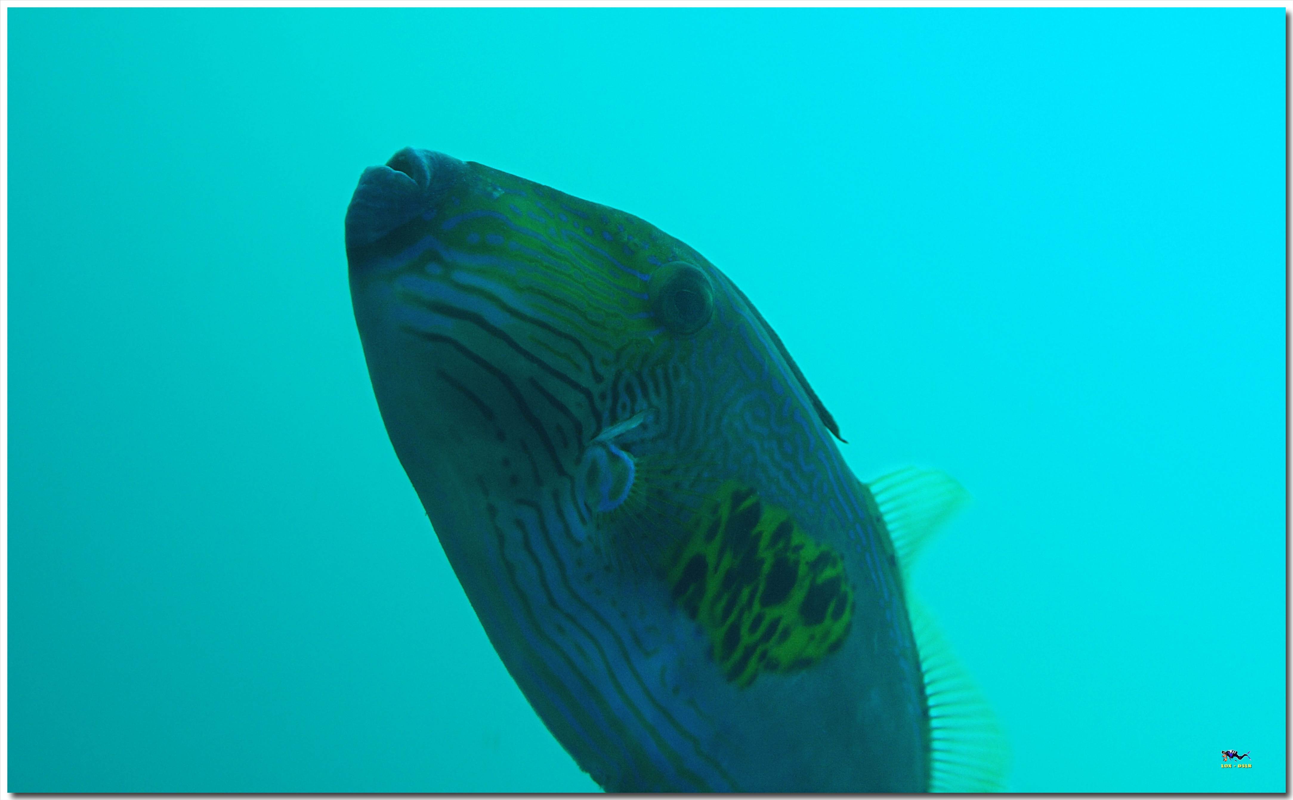 LoxPix Sub-Aqua Image