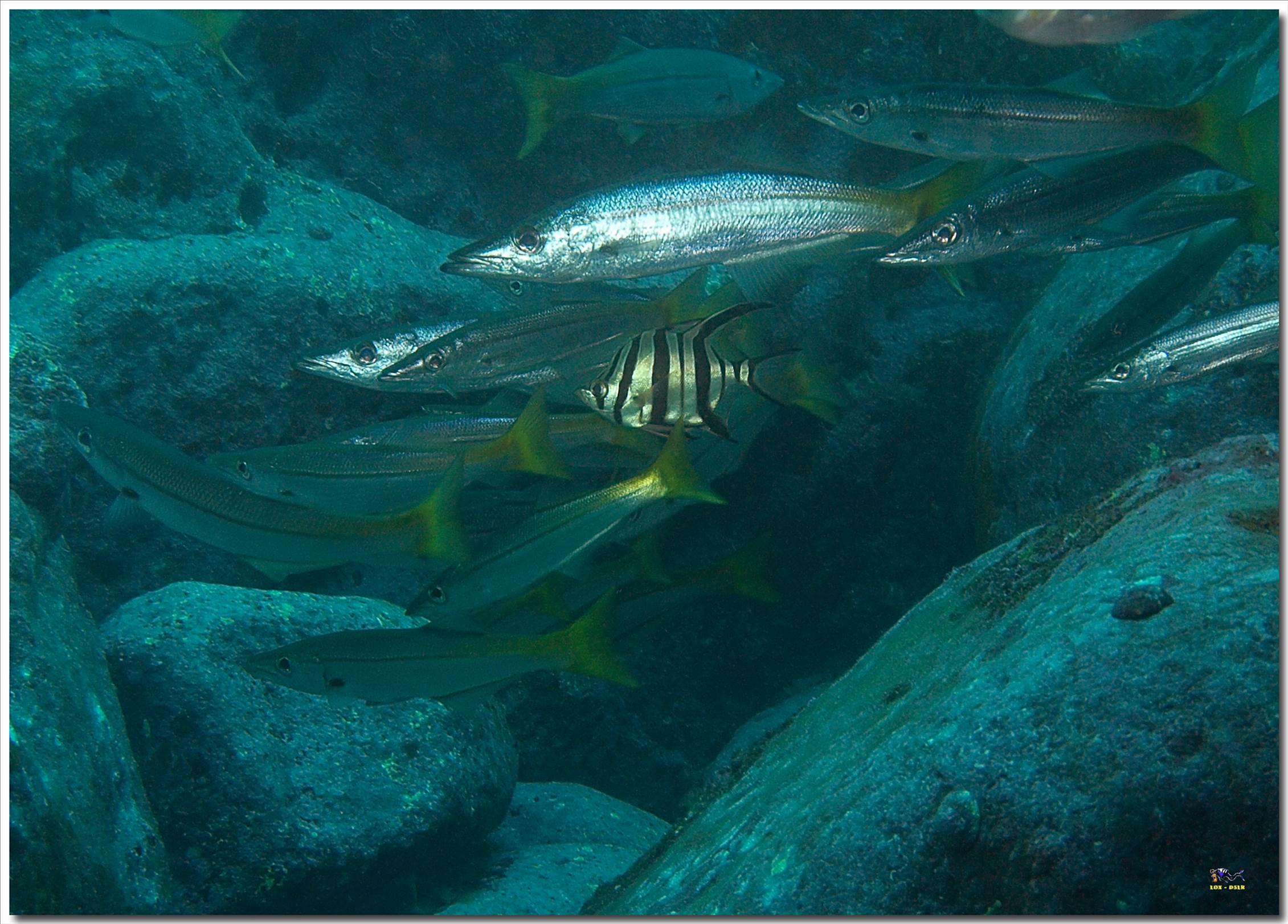 LoxPix Sub-Aqua Image