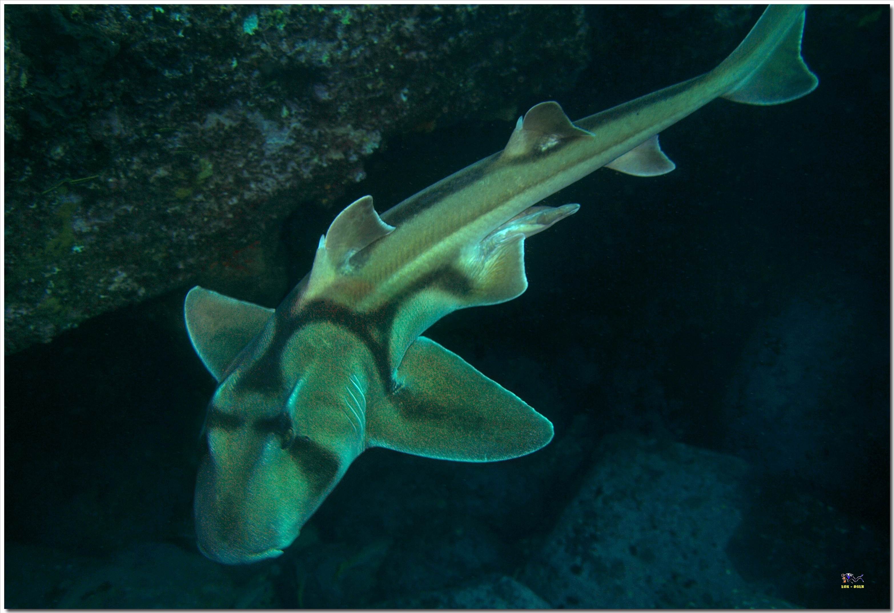 LoxPix Sub-Aqua Image